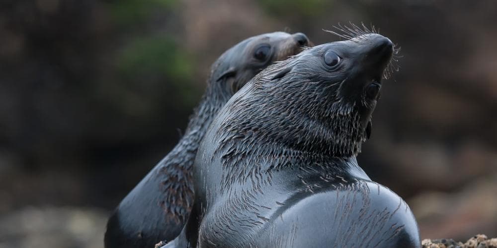 Close-up of two wet seals resting on rocky ground with blurred background.