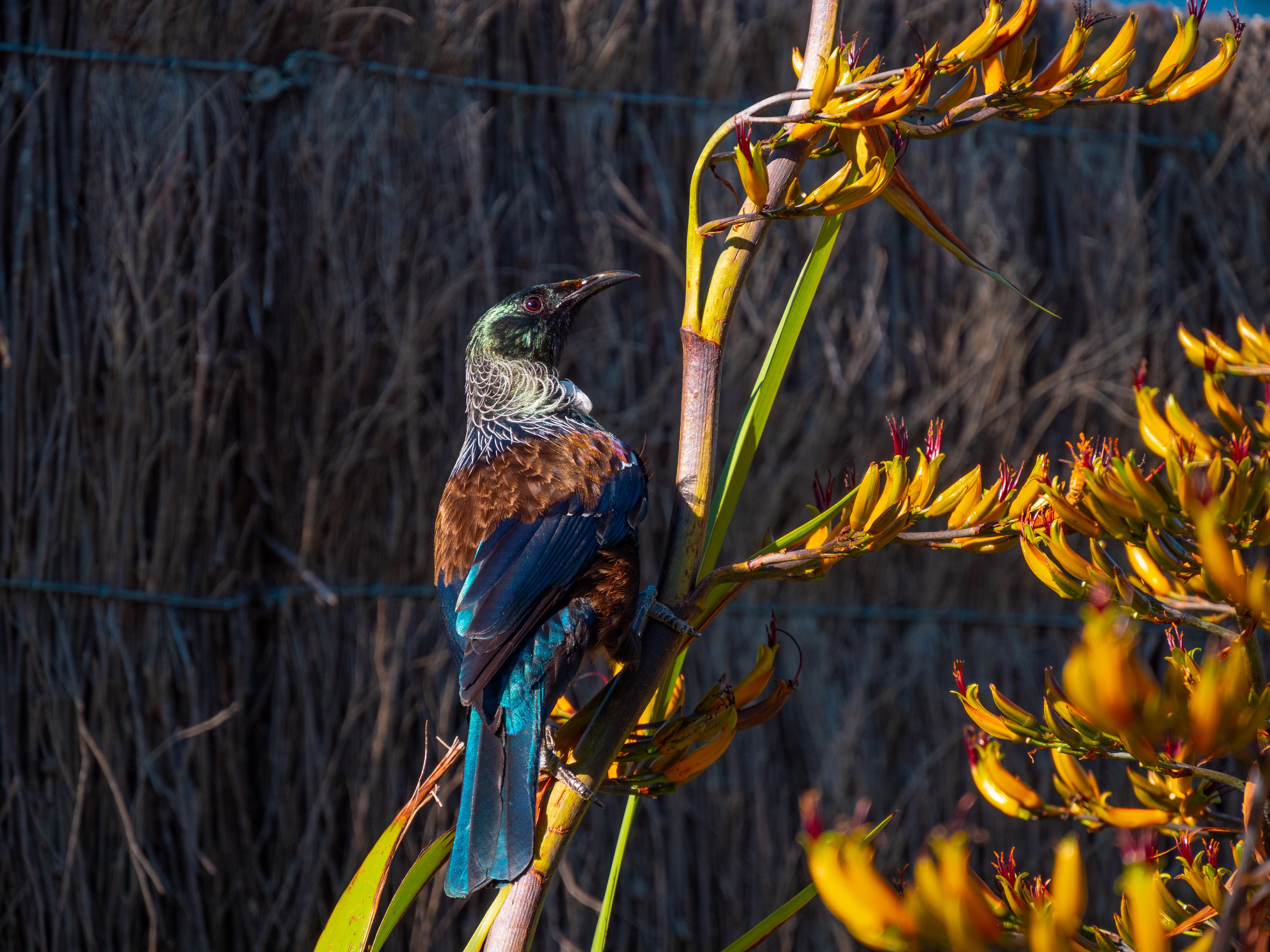 Colorful tui bird perched on a branch with yellow flowers in natural outdoor setting.