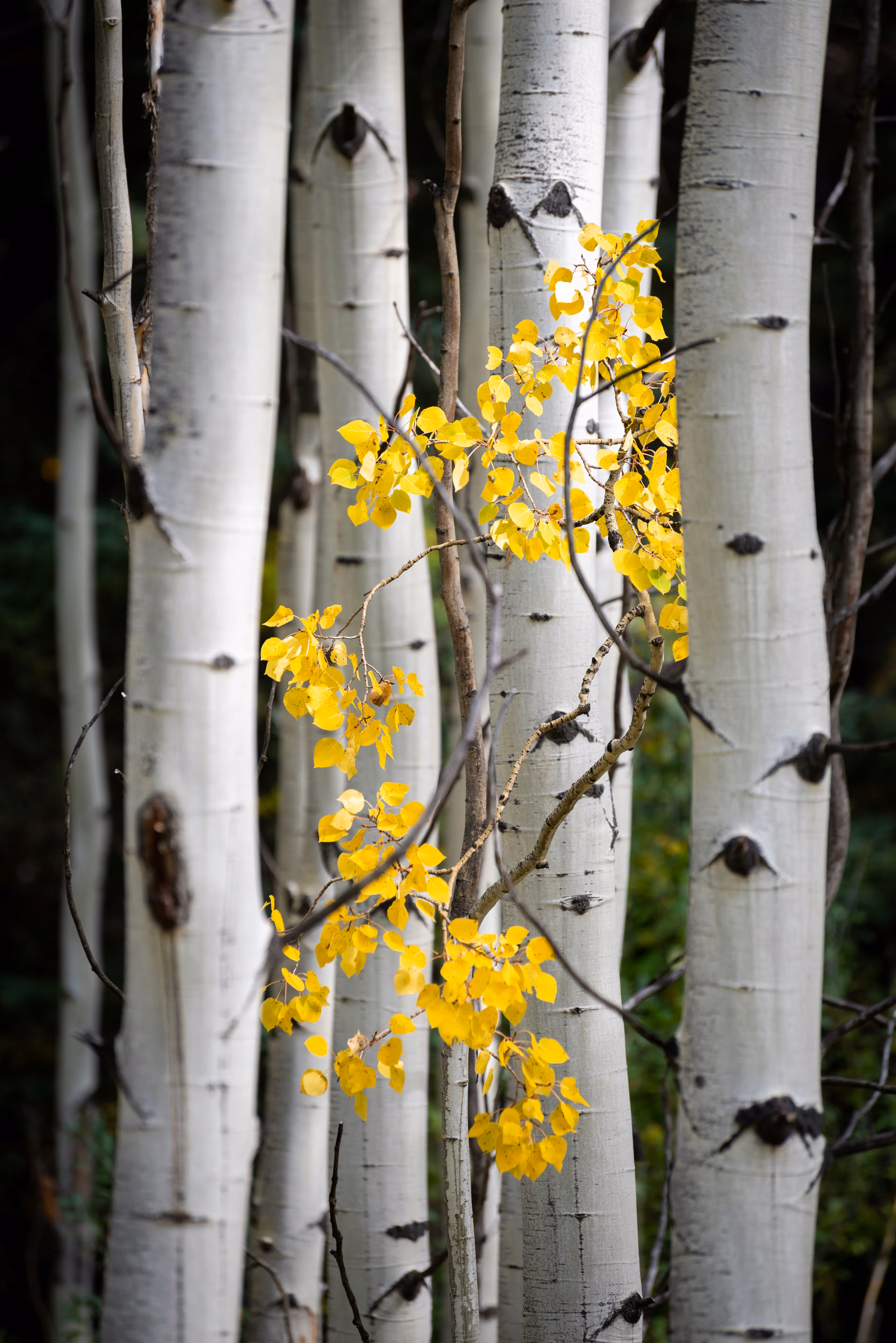 Yellow autumn leaves on a branch among white birch tree trunks in a forest.