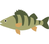 Ostriež