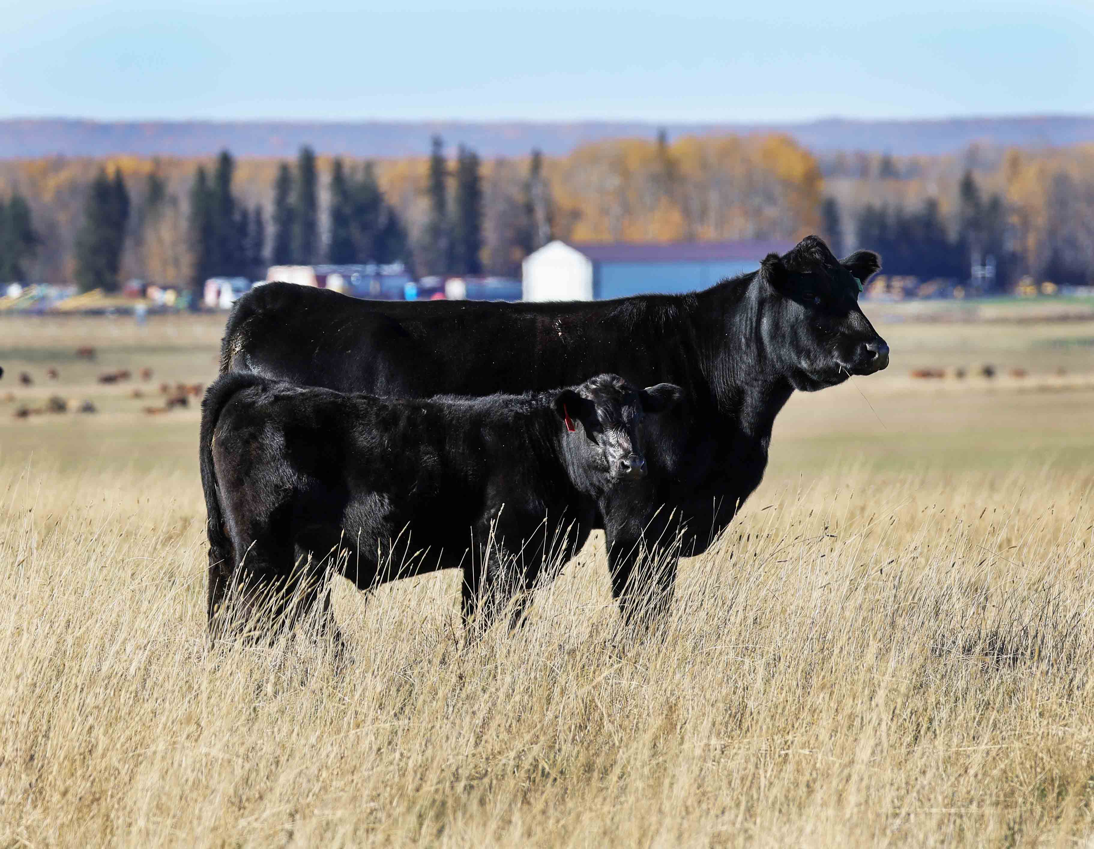 Black Angus Pair