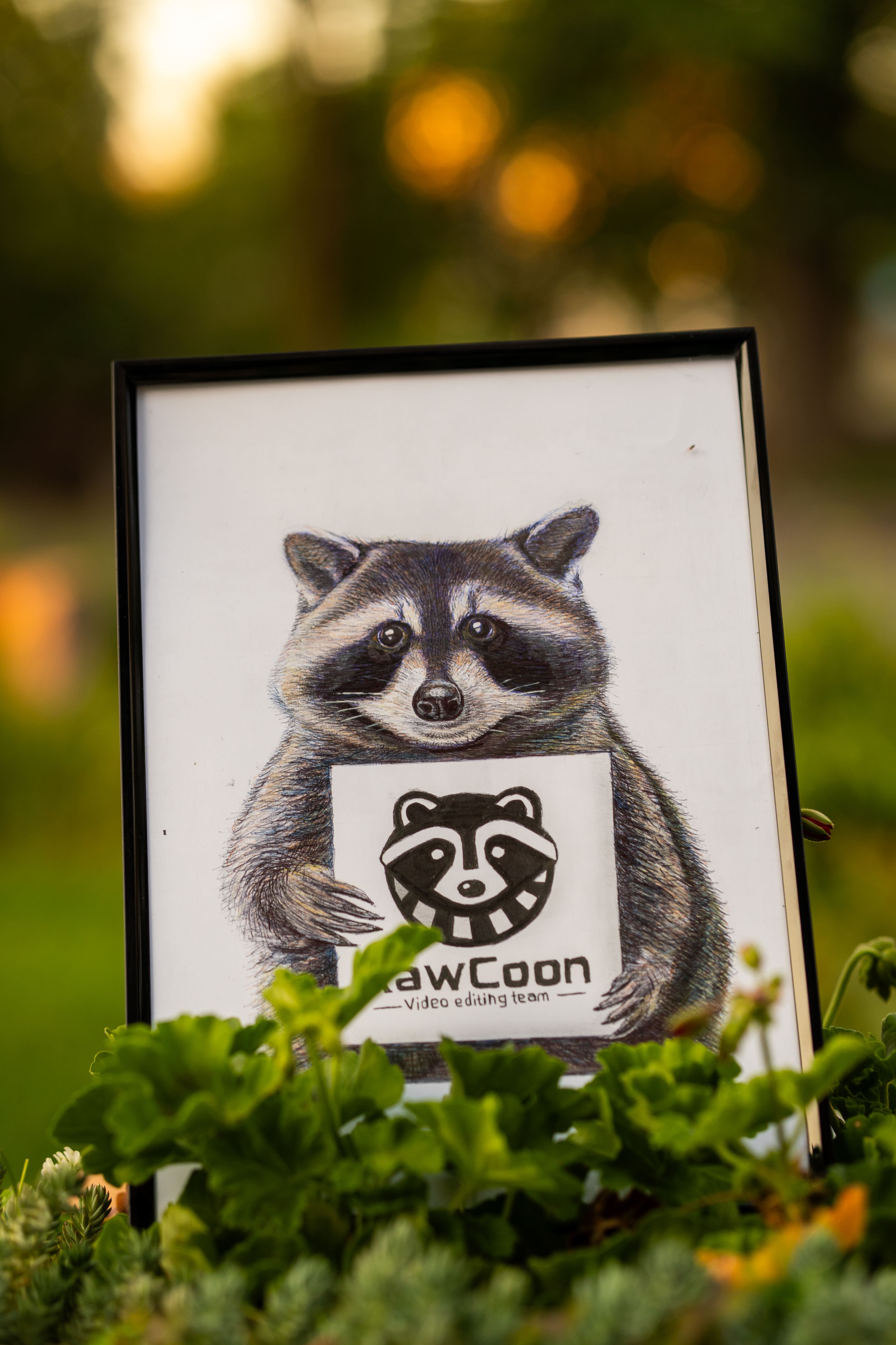 A rawcoonlogója egy fotókeretbe ágyazva