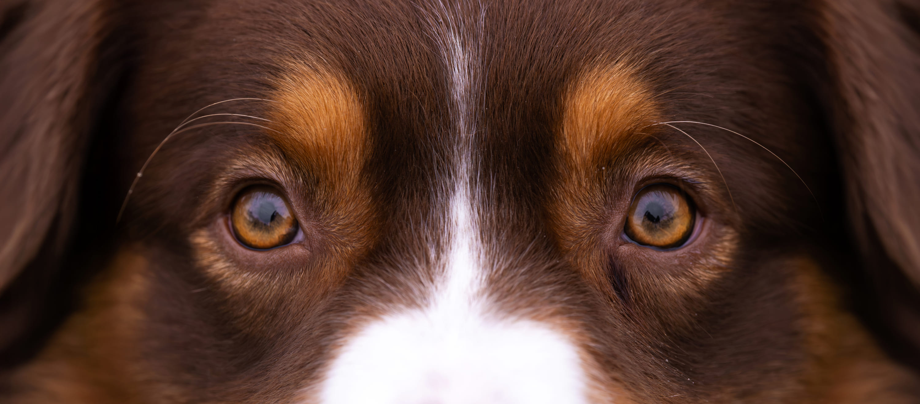 Close-up van het gezicht van een bruine hond, met focus op zijn amberkleurige ogen en witte streep op de neus.