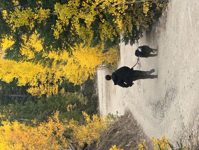 Dirt path lined with yellow autumn trees leading toward a mountain under a clear blue sky.