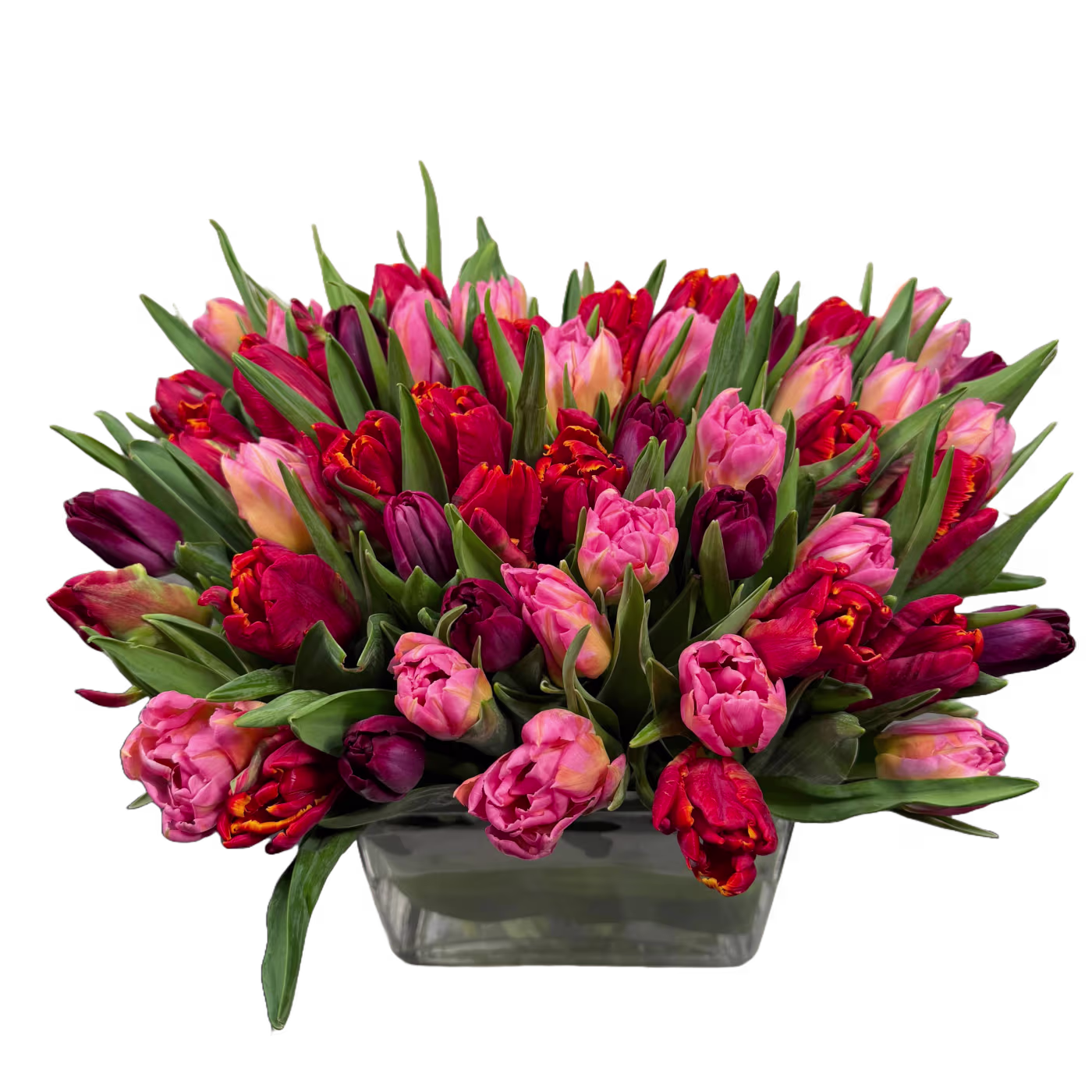 French Tulip Petal
