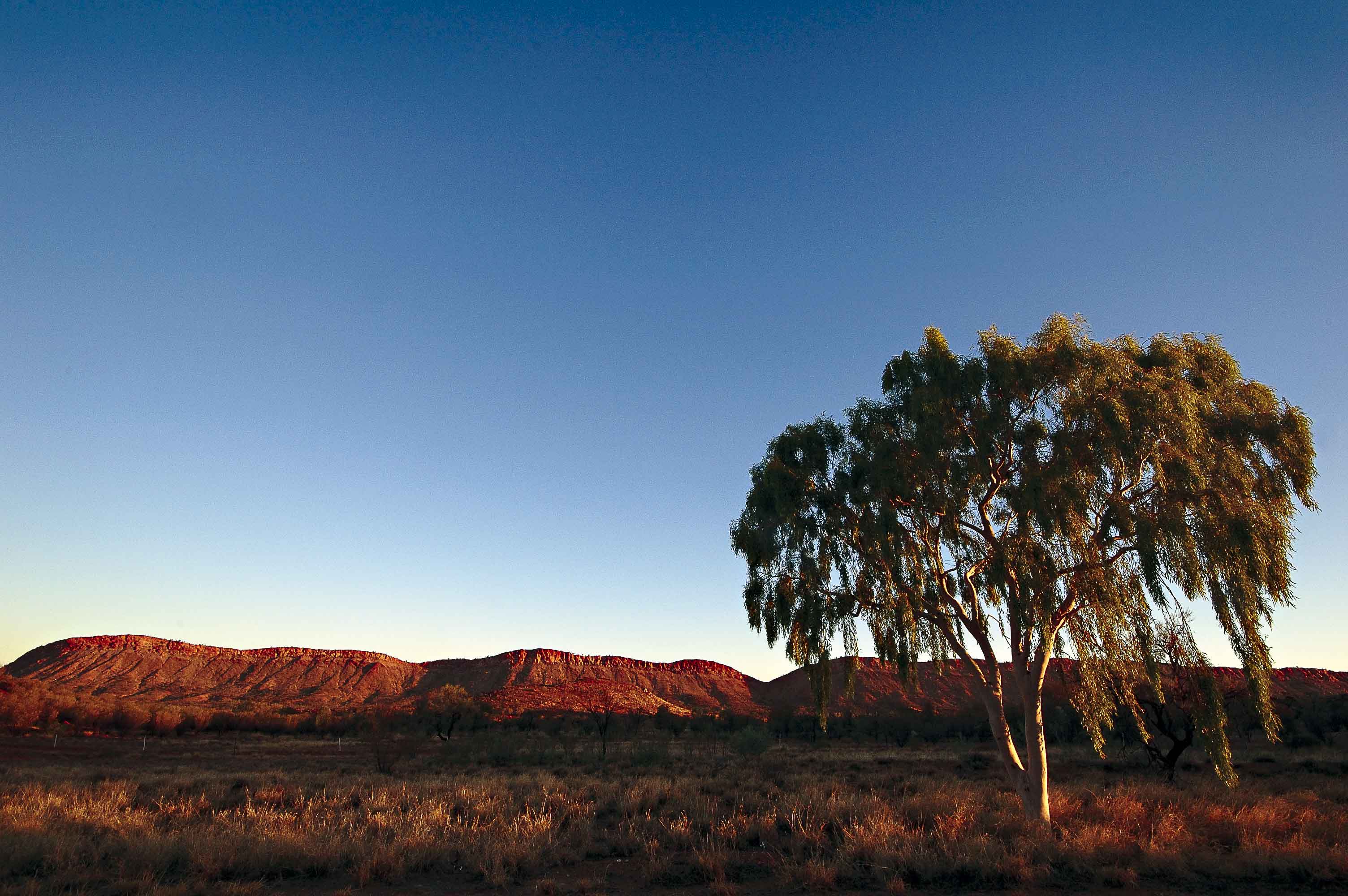 A solitary tree in a dry grassland with red rocky hills under a clear blue sky at sunset.