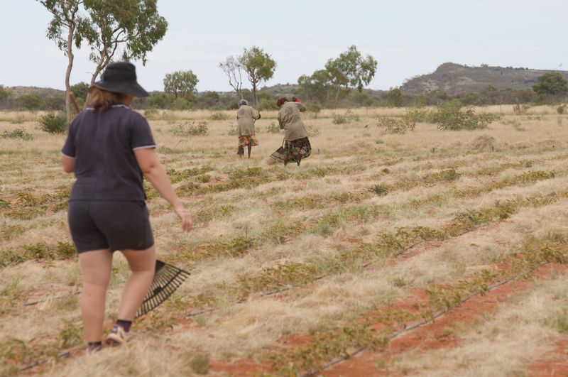 Three people working in a dry field with sparse vegetation, using gardening tools under a partly cloudy sky.
