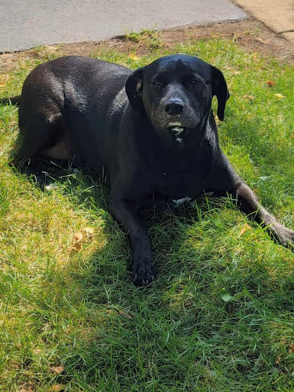 Large black dog resting on green grass in Naperville