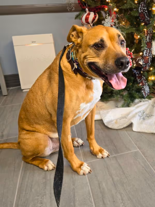 Tan dog named Simba sitting indoors near a decorated Christmas tree in Palos Hills