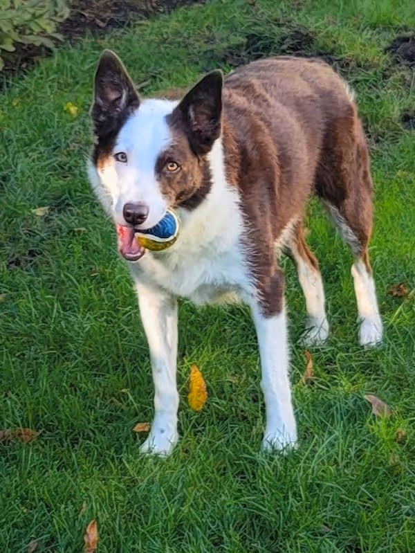 Brown and white dog named Tuna standing in a Hinsdale yard with a blue Doo Away ball in mouth