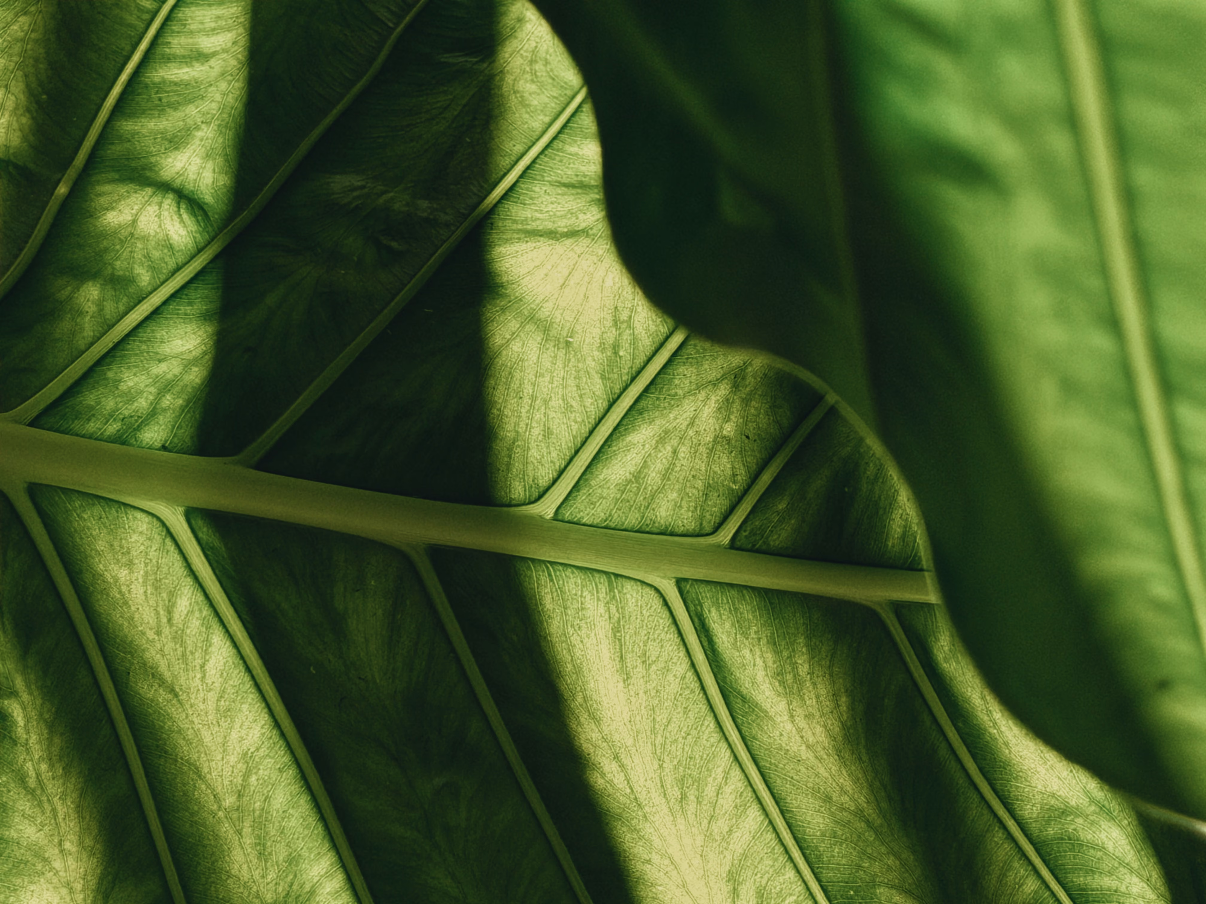 Close-up of a green leaf lit by sunlight