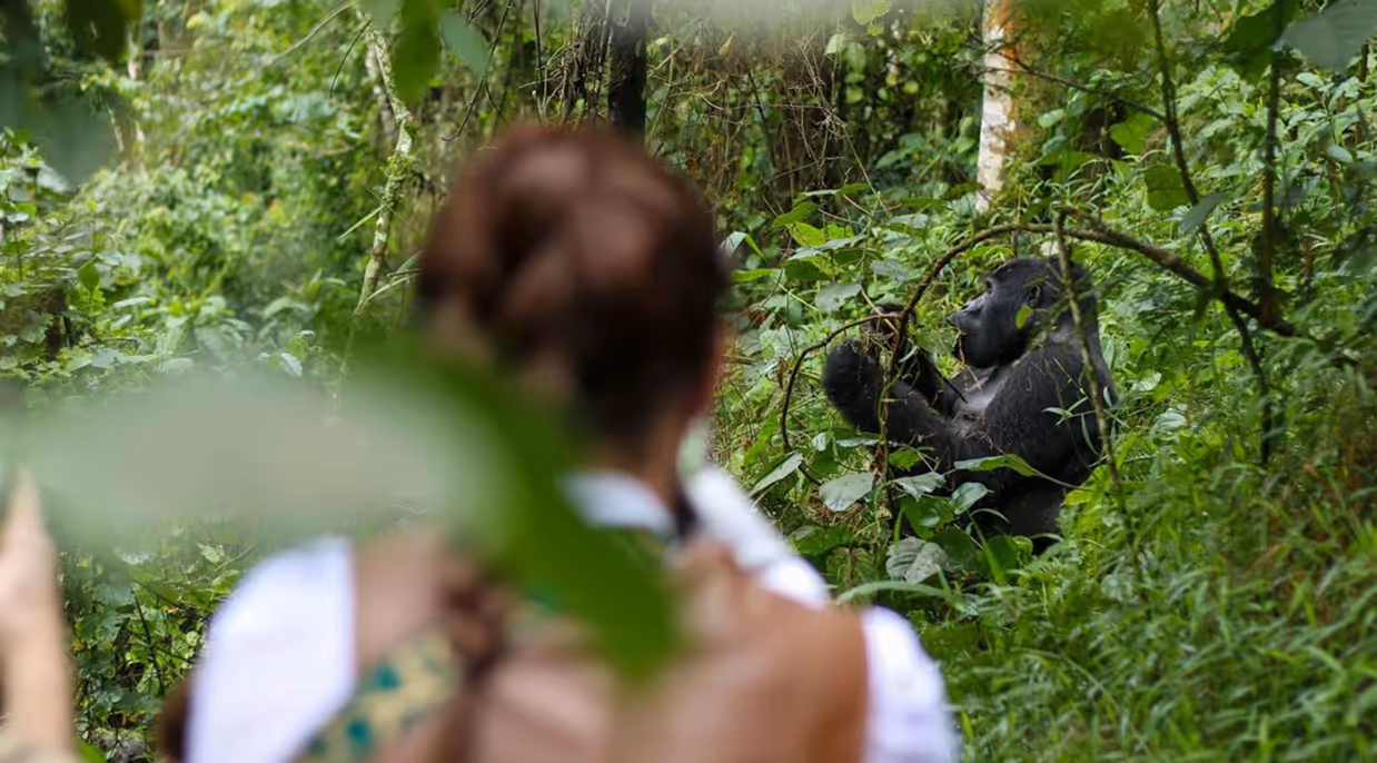 Person observing a gorilla sitting among dense green forest vegetation.