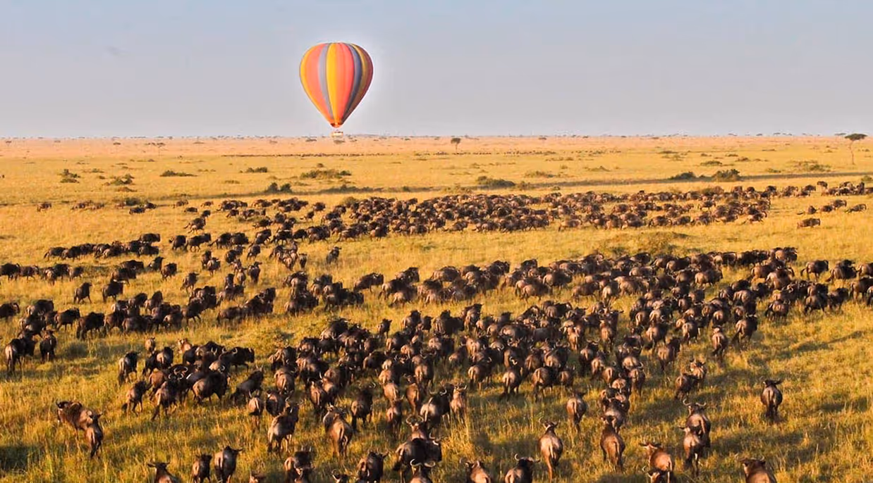 Hot air balloon flying over a vast savanna filled with a large herd of wildebeest.