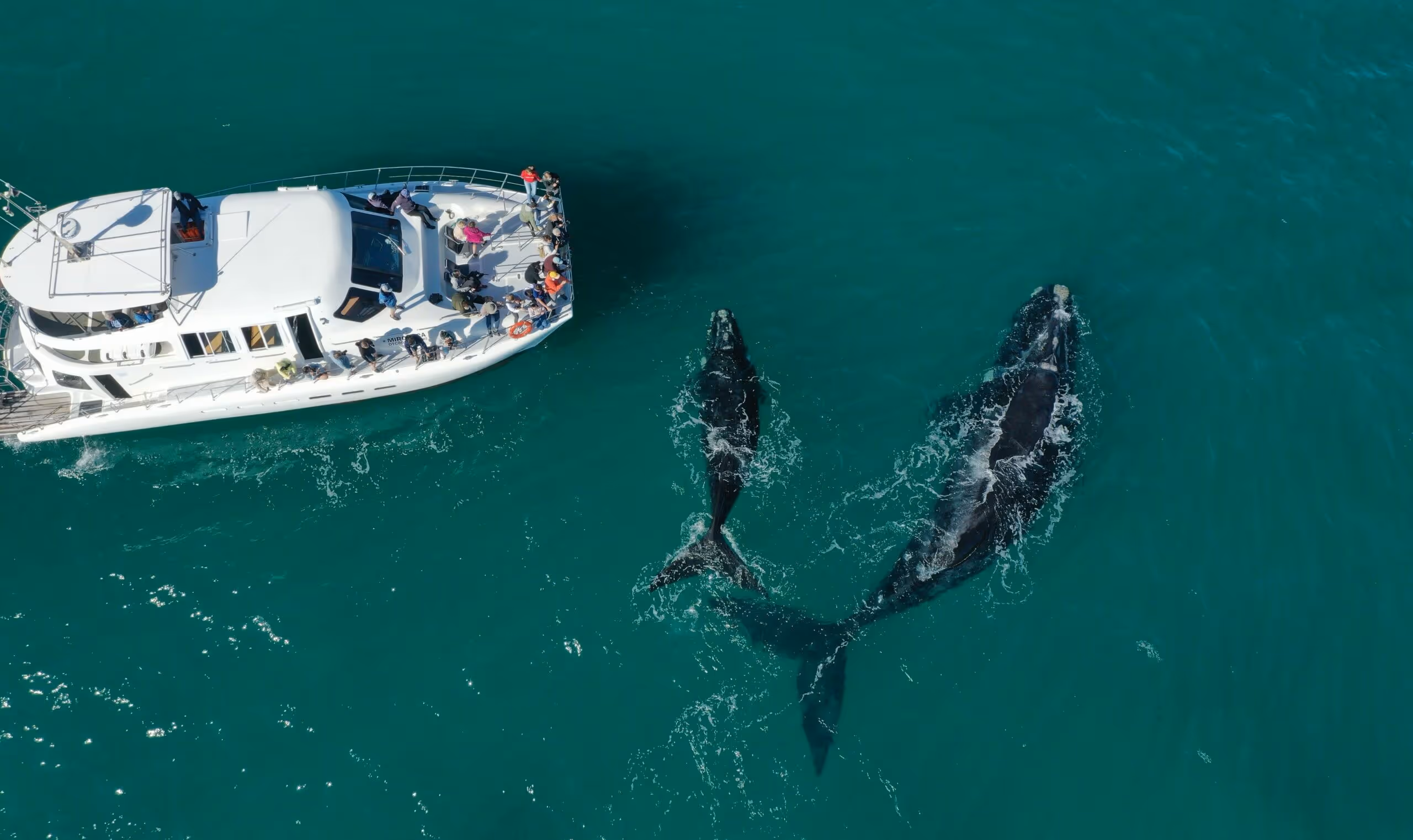 A white boat with people observing two whales swimming closely in clear blue-green water.
