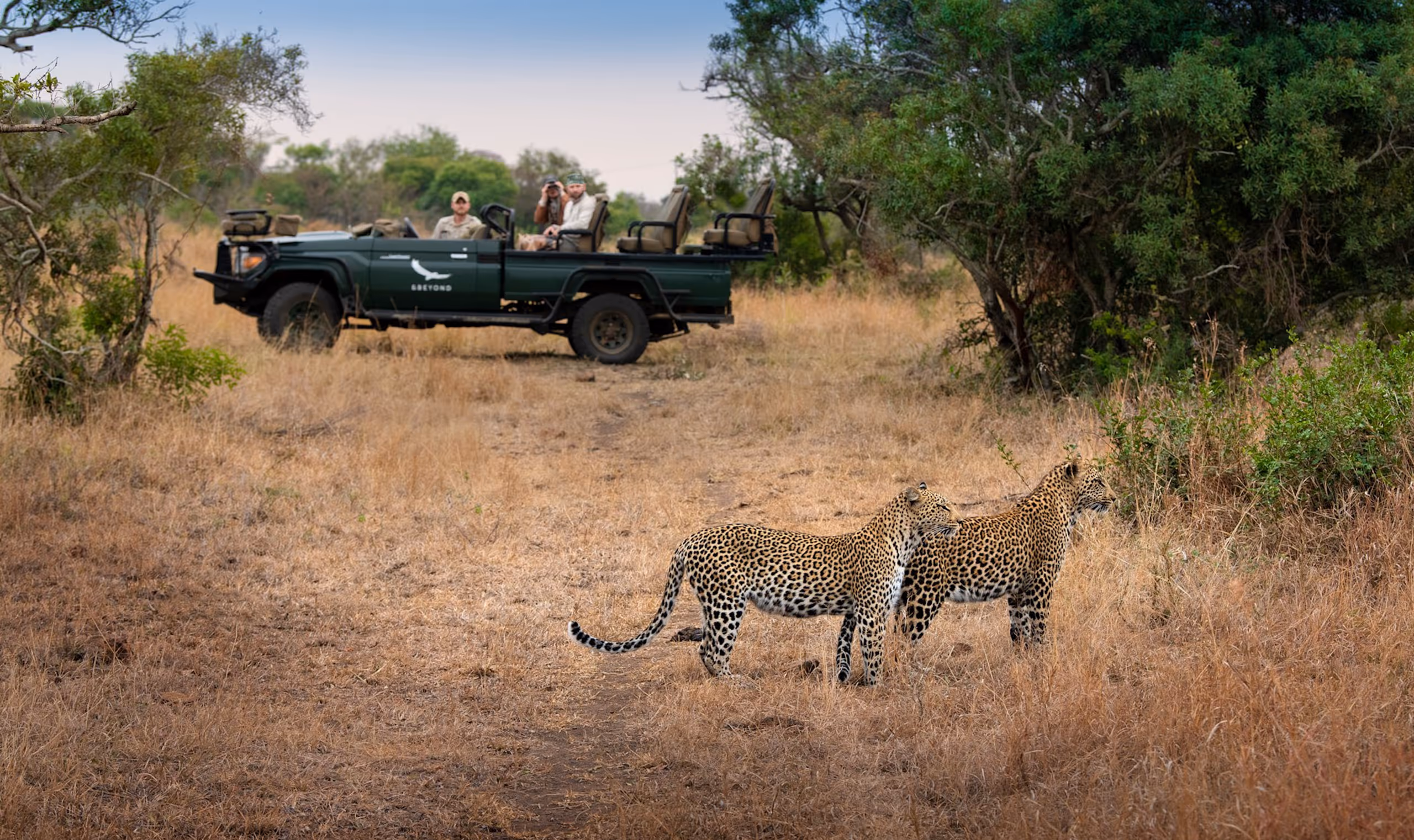 Two leopards standing in dry grass near a safari vehicle with people observing them.