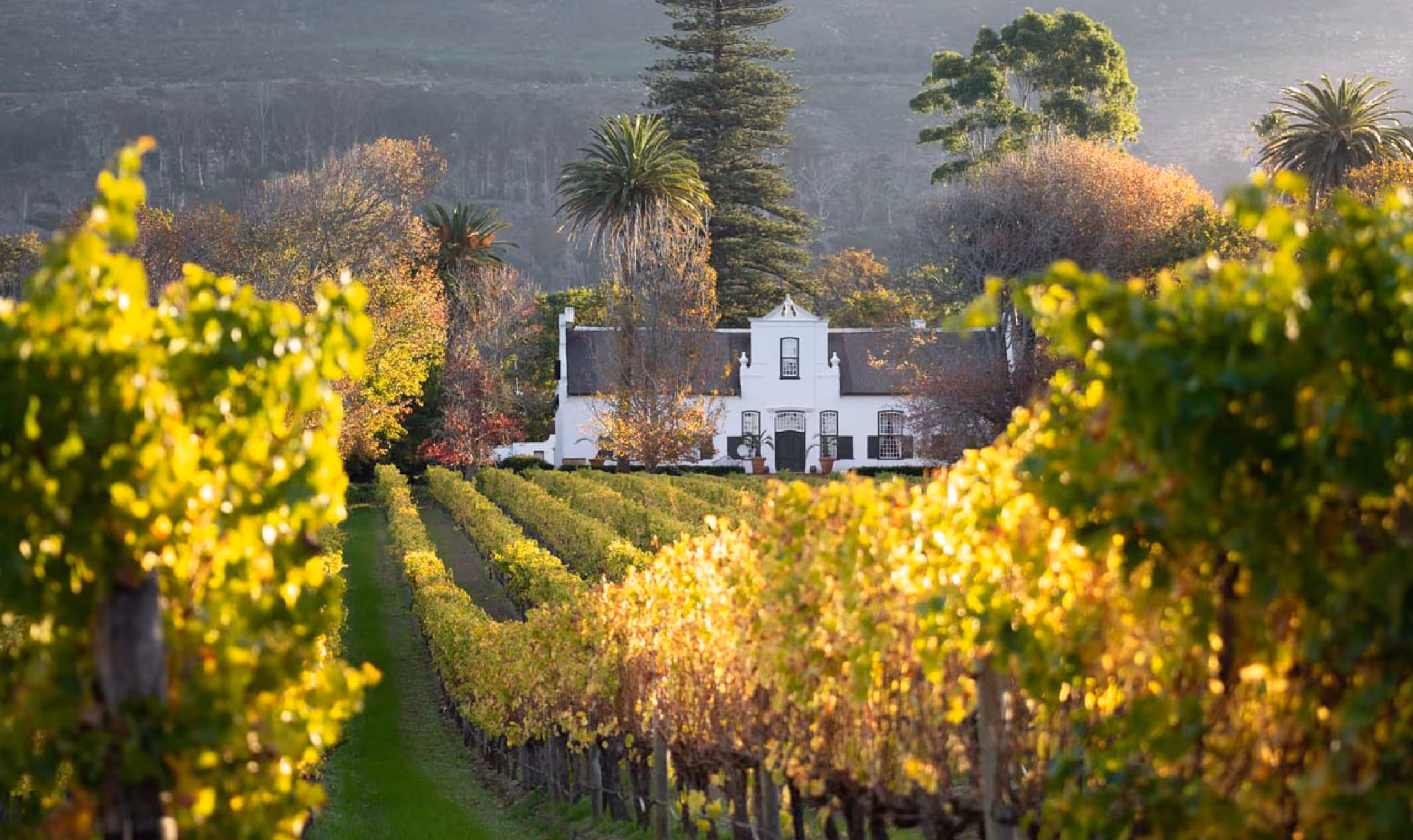 Vineyard rows with green and yellow leaves leading to a white colonial-style house surrounded by trees.