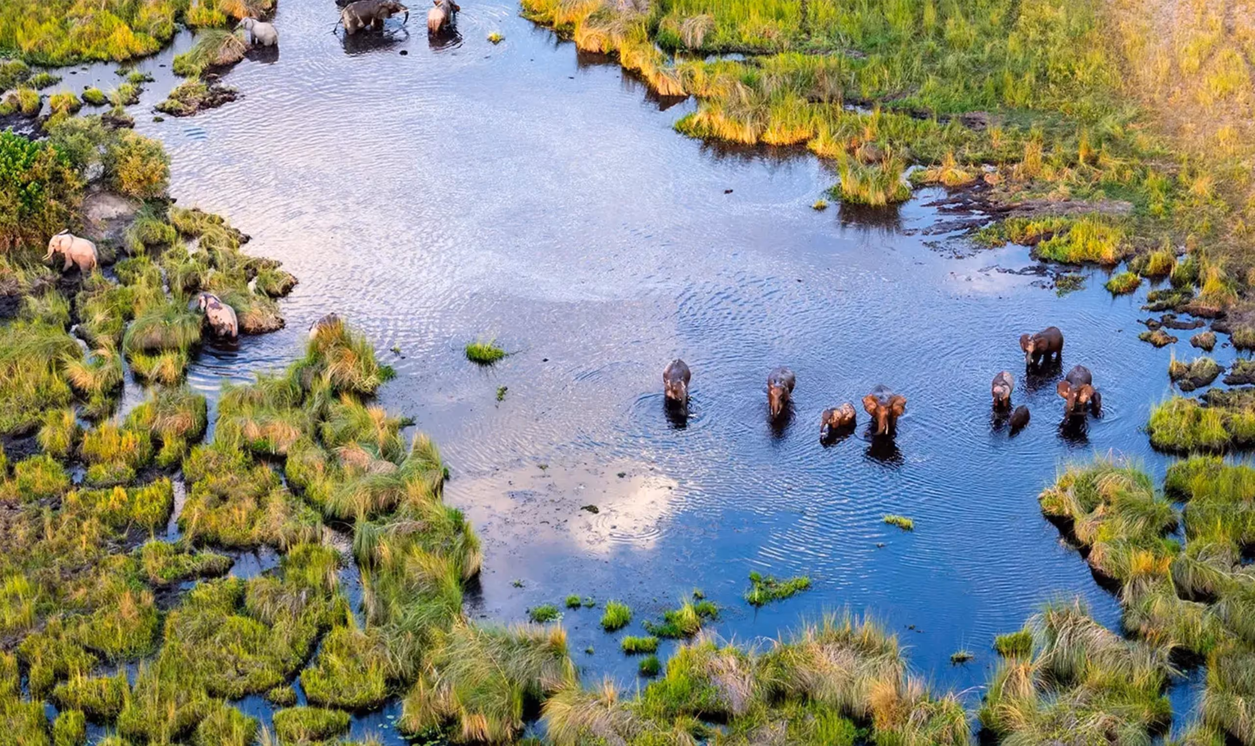 A herd of elephants wading in a marshy water area surrounded by green grass and vegetation.