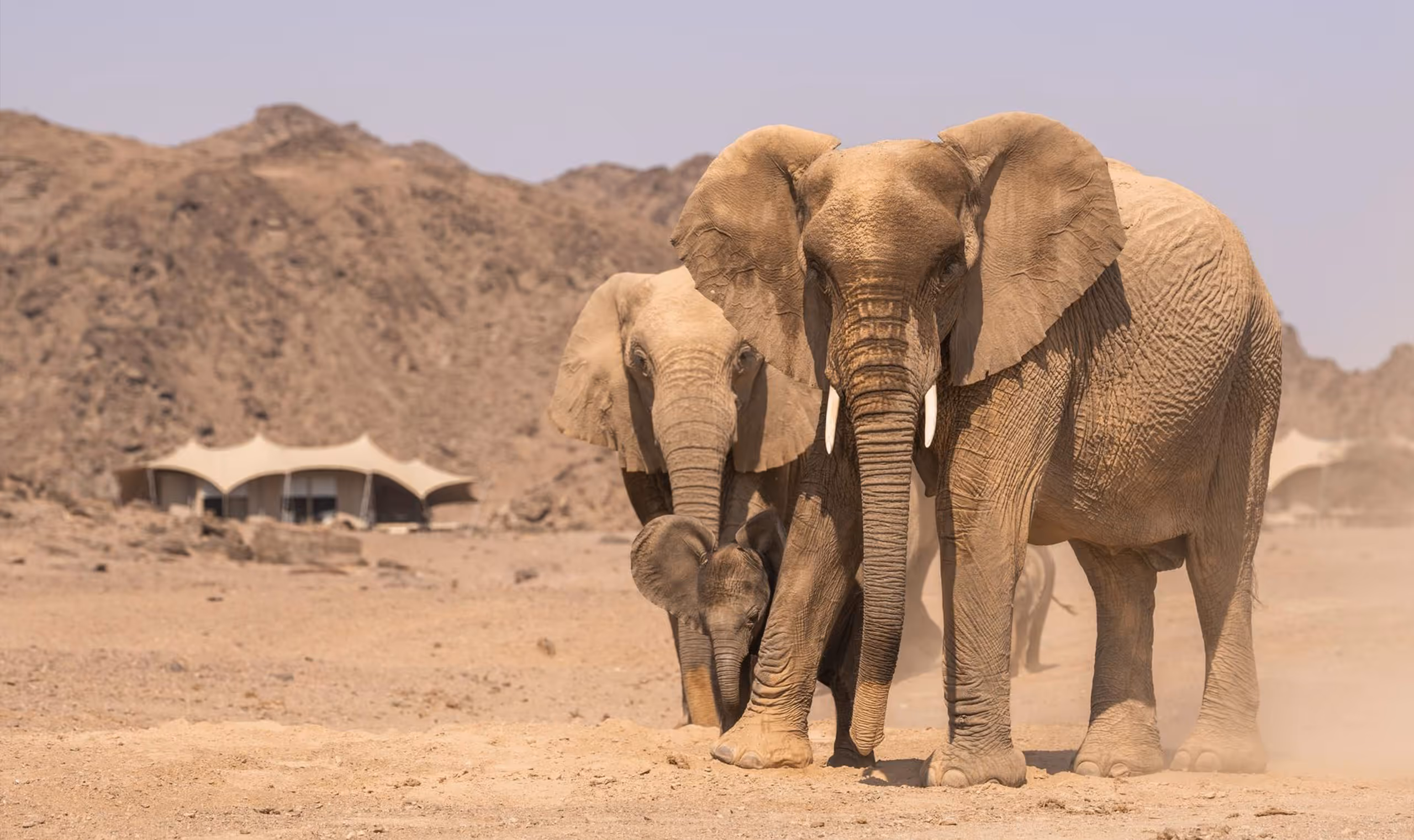 Three elephants walking in dry desert terrain with rocky hills and tents in the background.