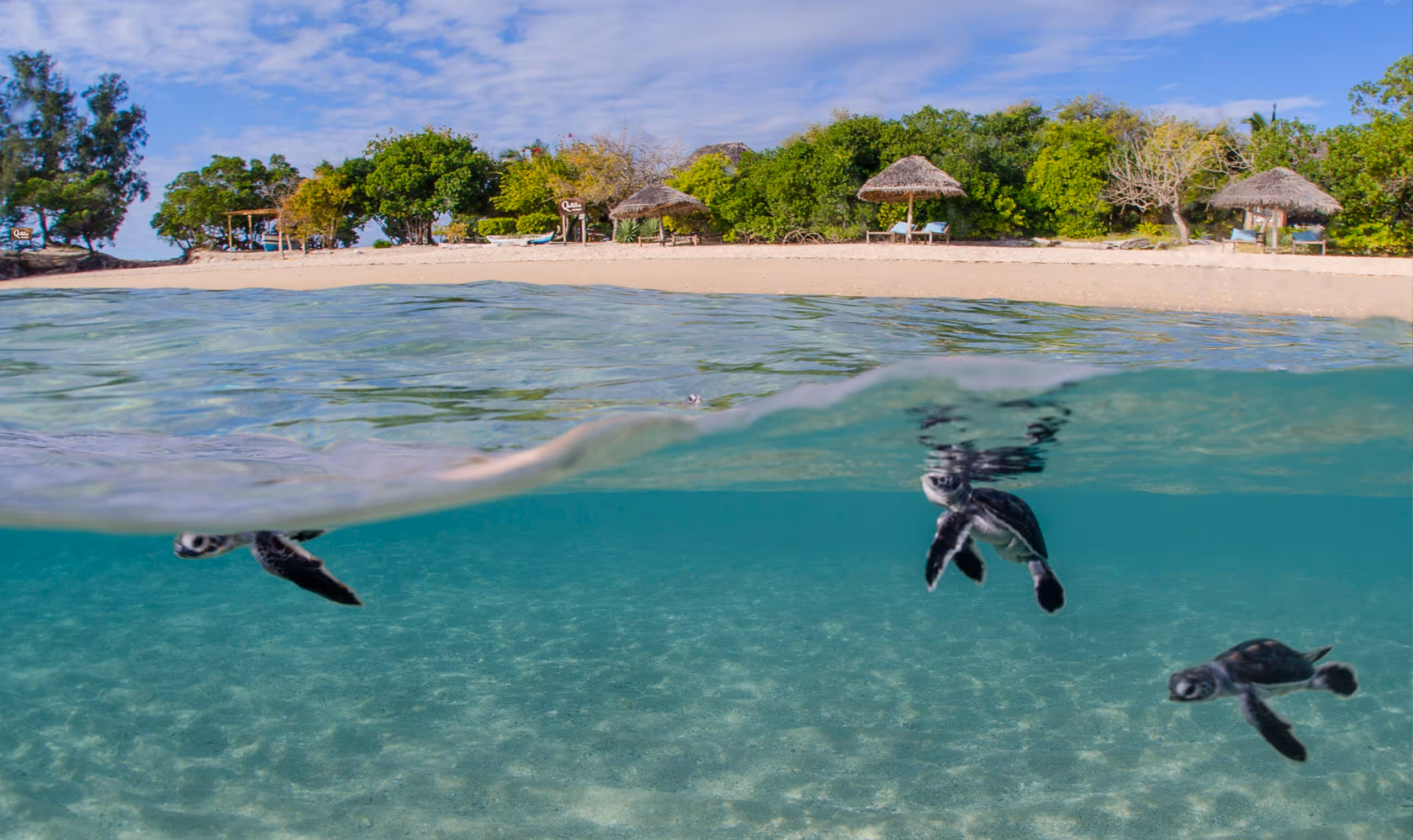 Three baby sea turtles swim just below clear water near a sandy beach with huts and trees.