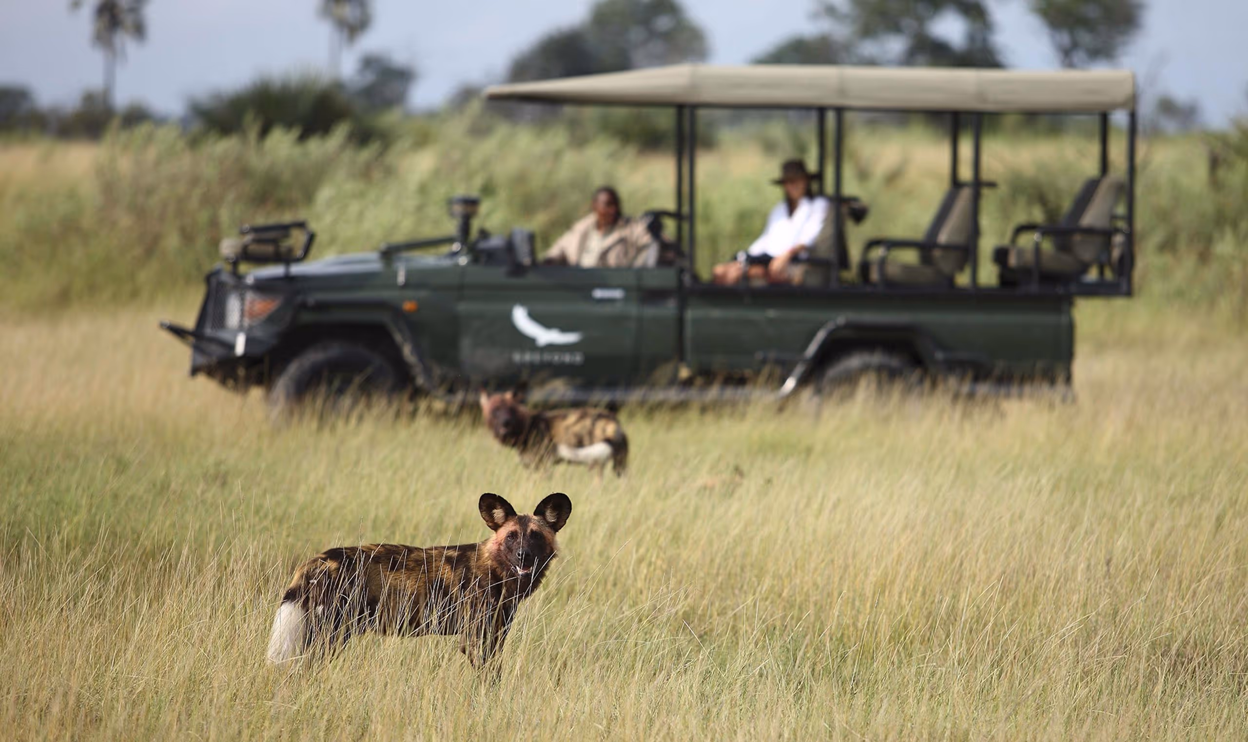 African wild dogs standing in tall grass with safari vehicle and two people in the background.