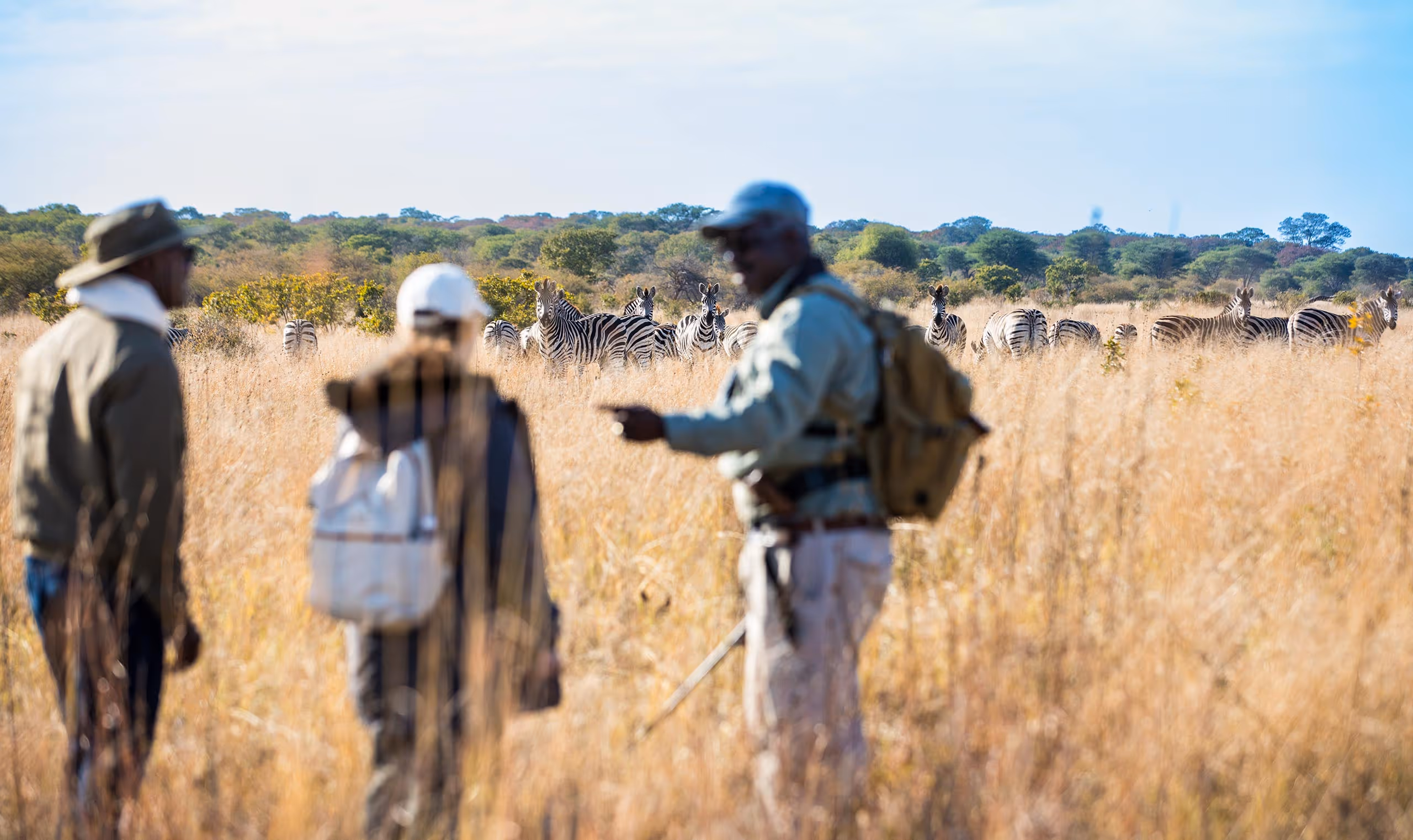 Three people on a walking safari observing zebras in tall dry grass with a forest backdrop.