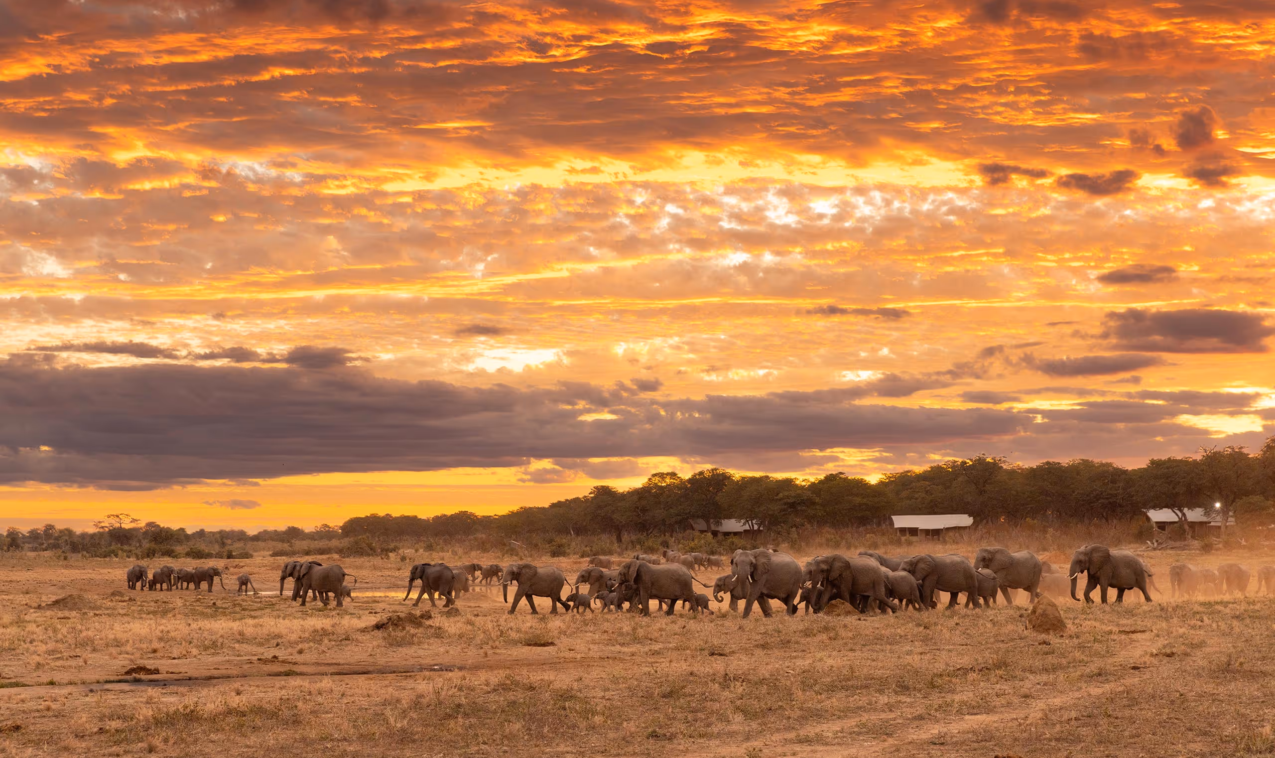 Herd of elephants walking across dry savanna with vibrant orange sunset and scattered clouds.