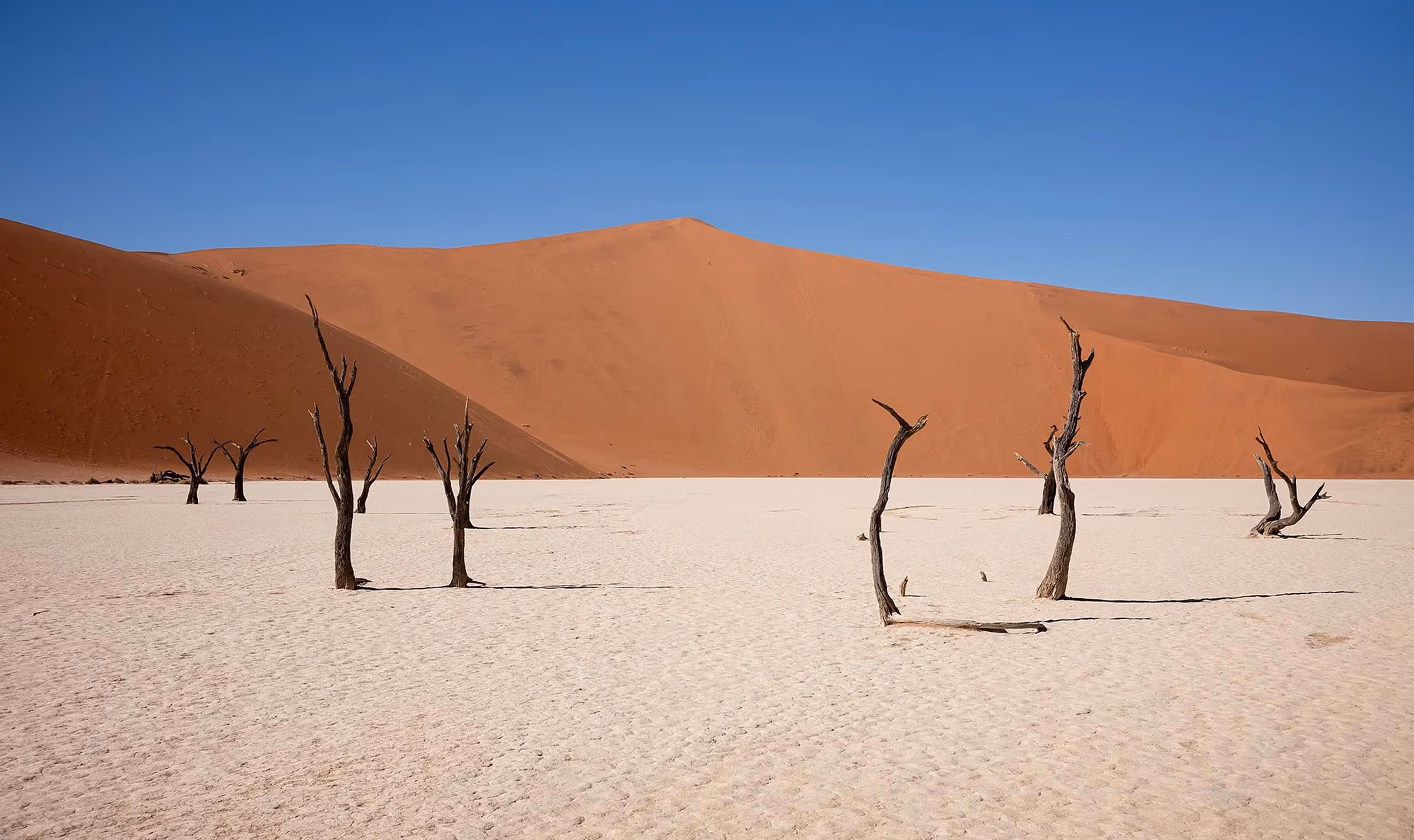 Dead trees standing on cracked white desert floor with tall orange sand dunes and clear blue sky.