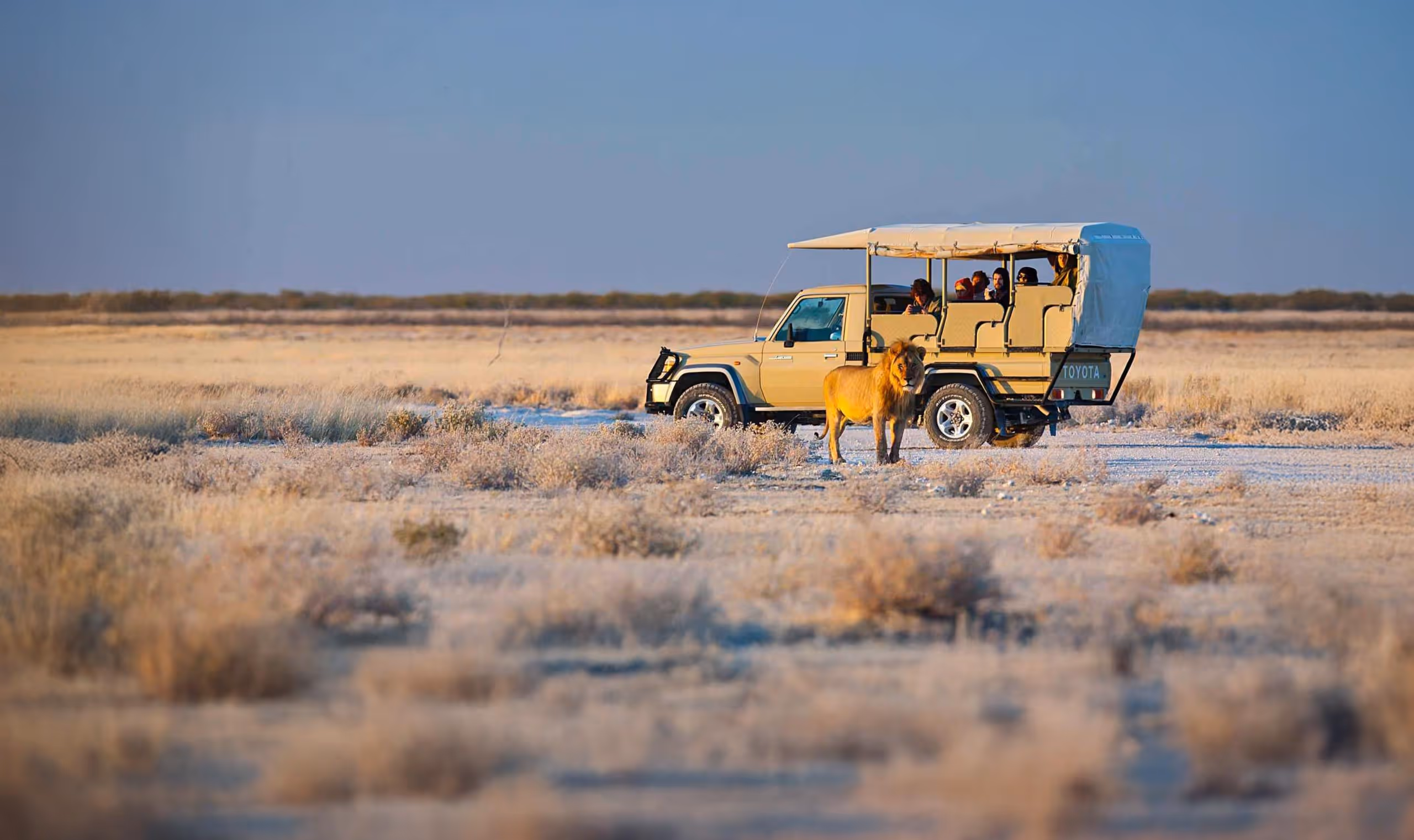 Tourists in safari vehicle watching a lion standing in dry savanna landscape.