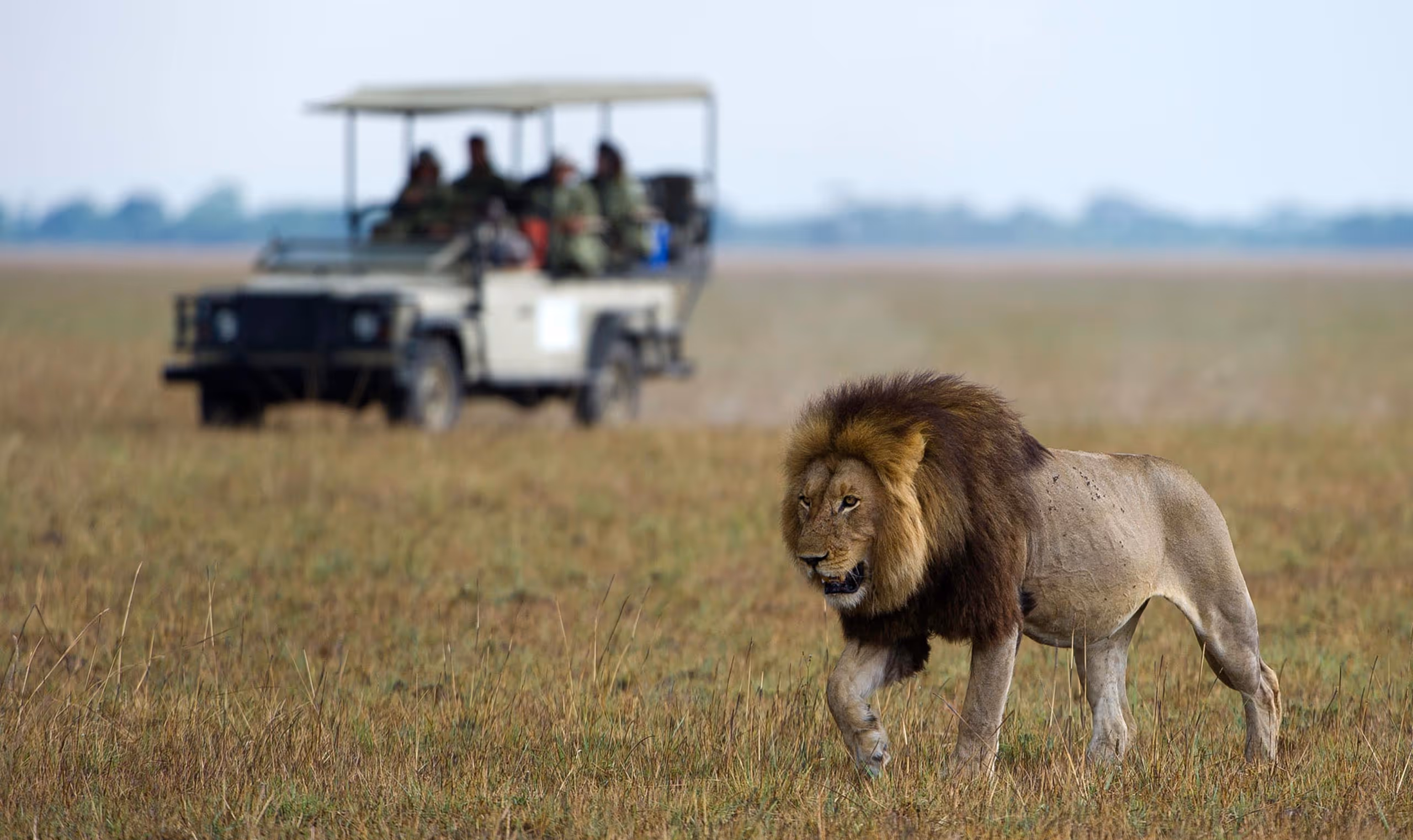 Male lion walking on grassland with safari jeep and tourists blurred in the background.