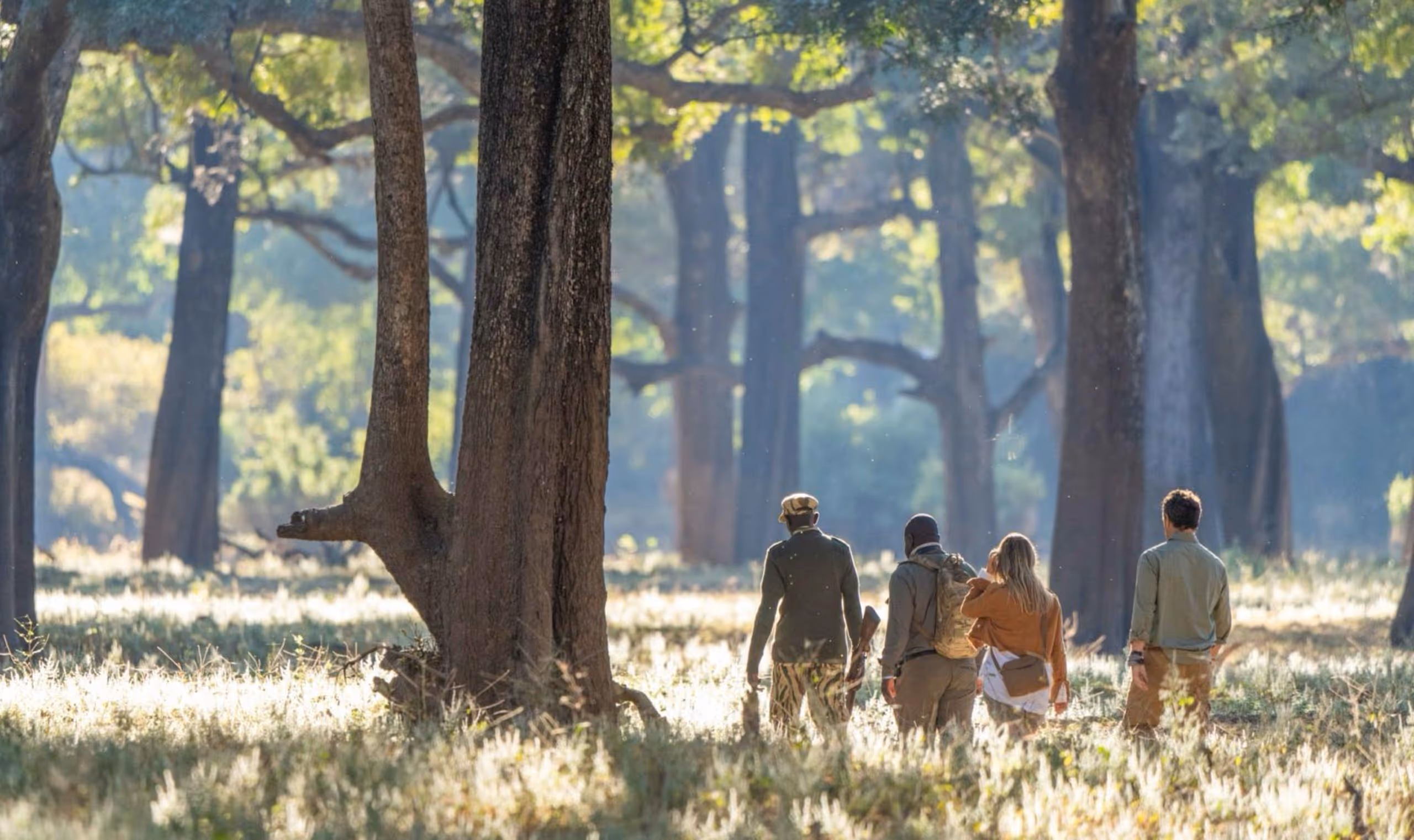 Four people walking through a sunlit forest with tall trees and grassy ground.