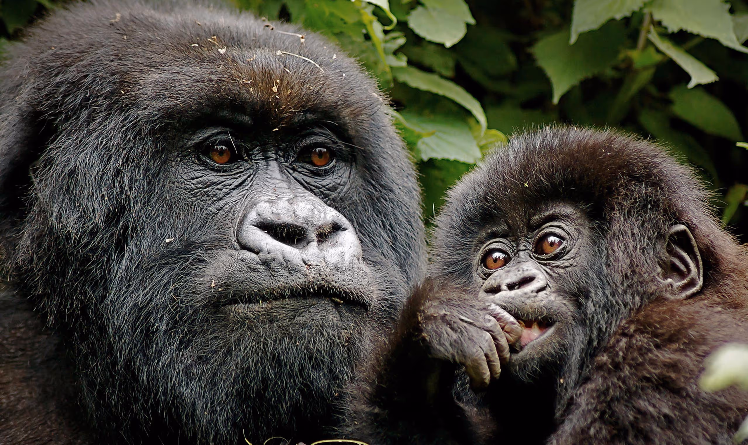 Close-up of a gorilla and its baby with brown eyes surrounded by green leaves.
