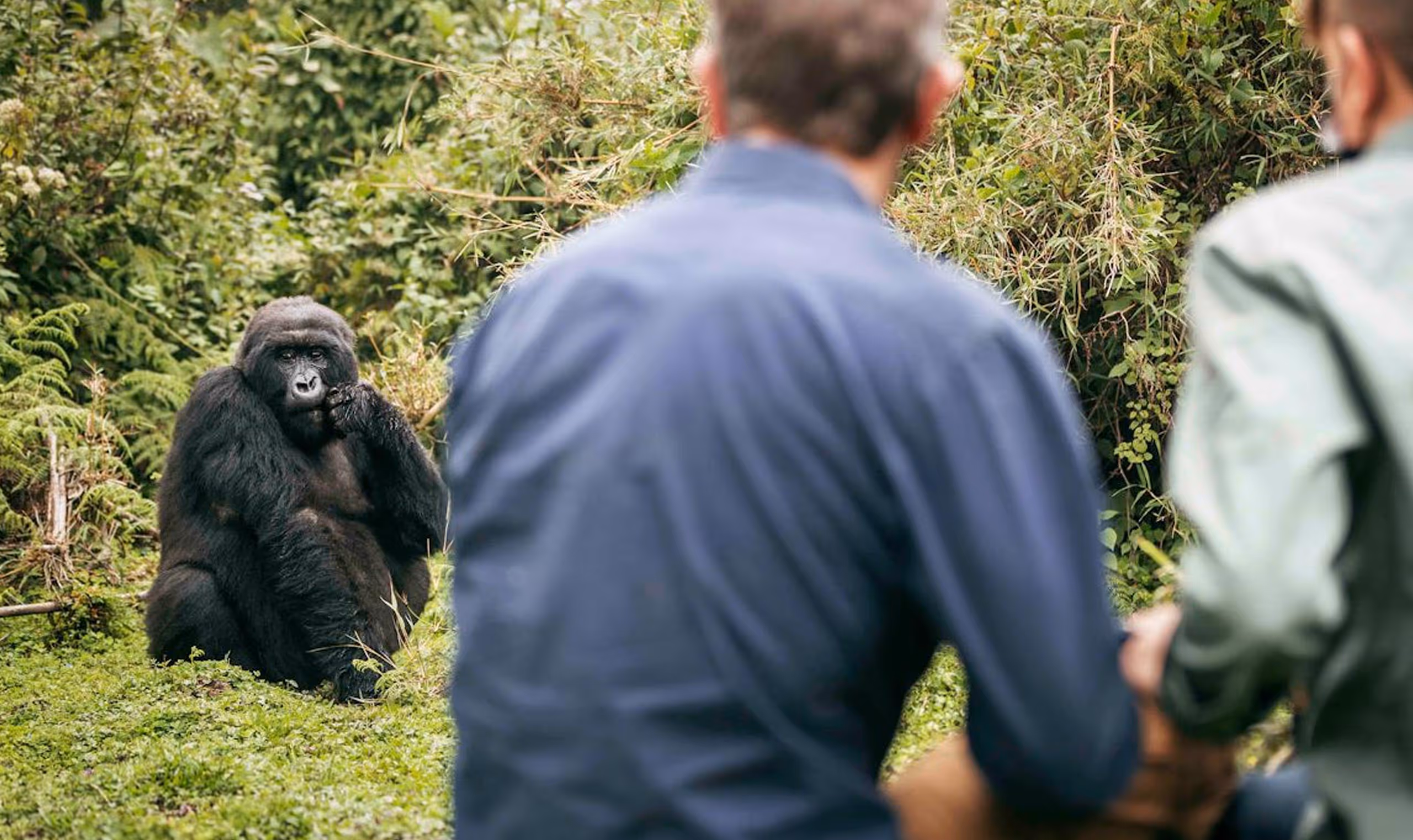 A gorilla sitting on grass near bushes, facing two people observing it from behind.