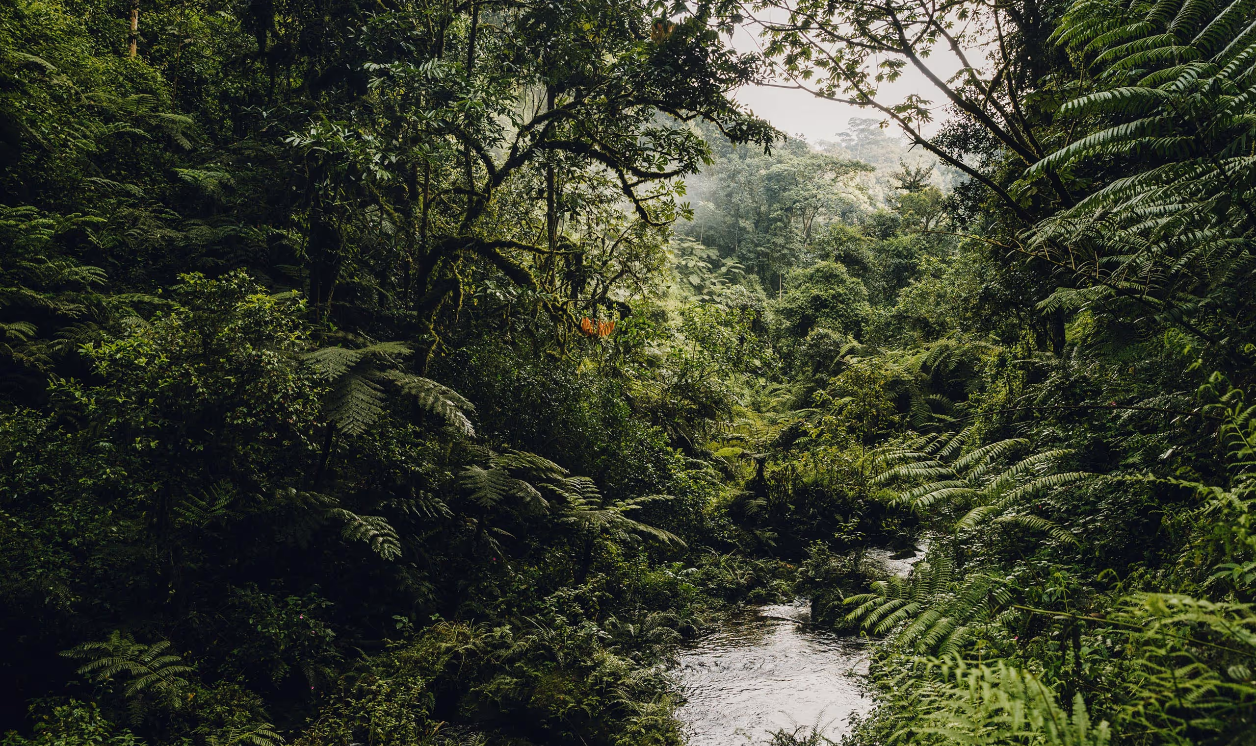 Lush green rainforest with dense trees, ferns, and a narrow stream flowing through it.