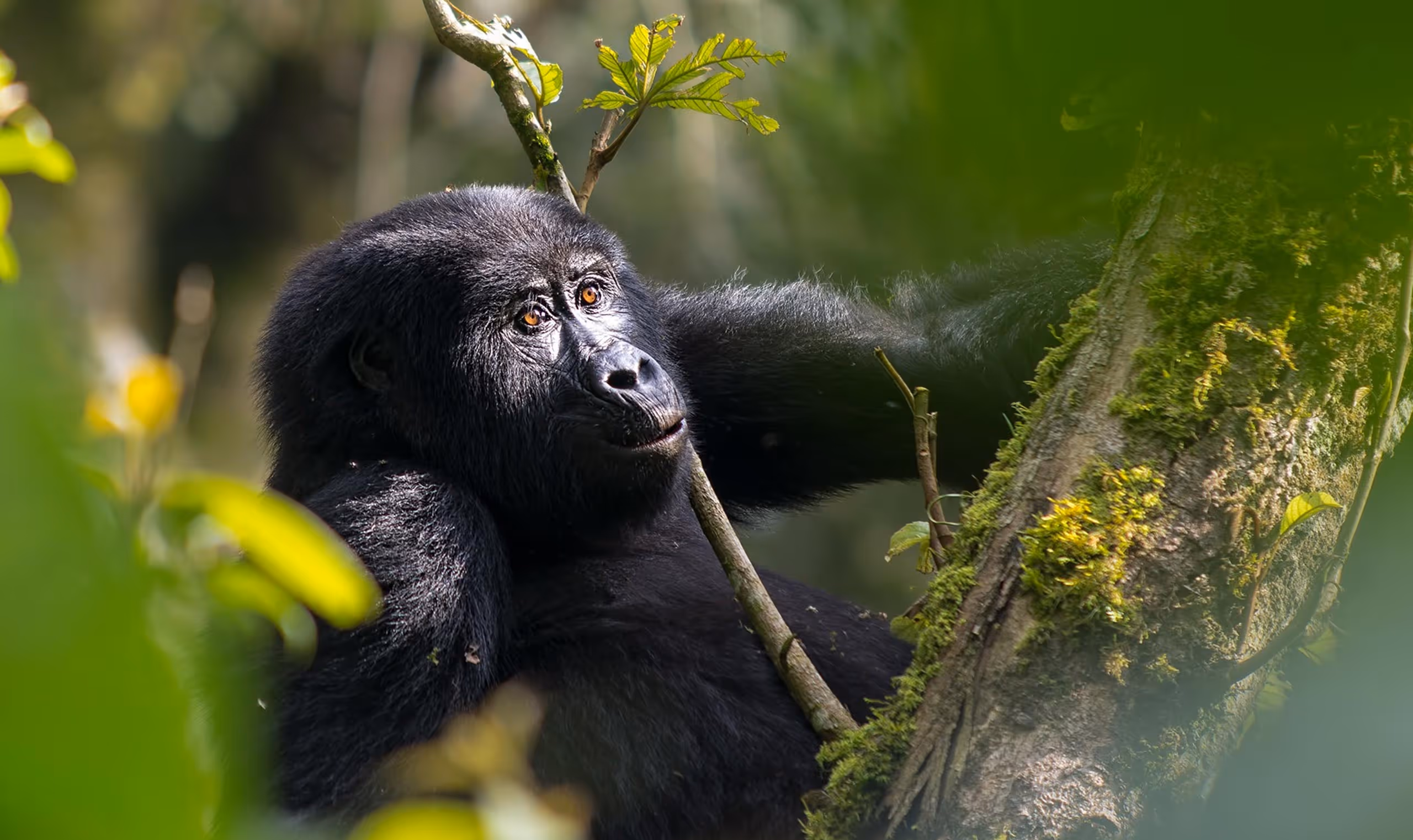 Close-up of a gorilla resting on a mossy tree branch in a lush green forest.