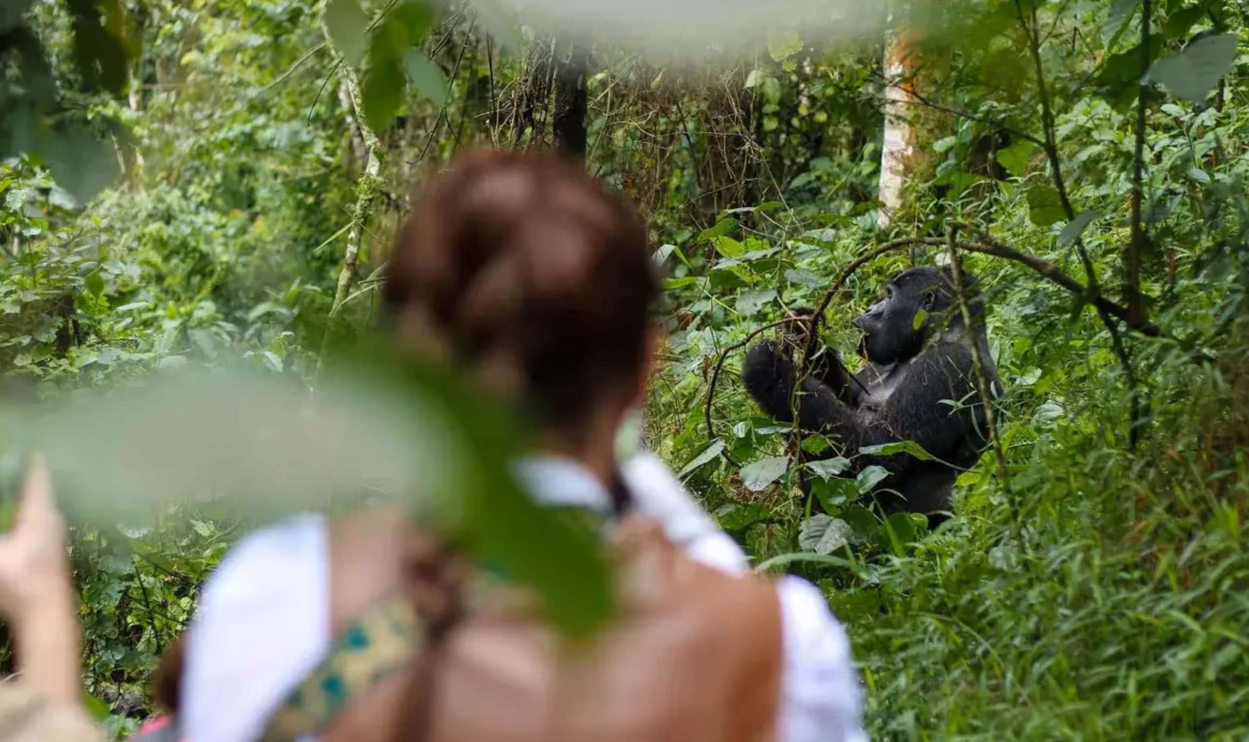 Person watching a gorilla eating leaves in dense green forest foliage.