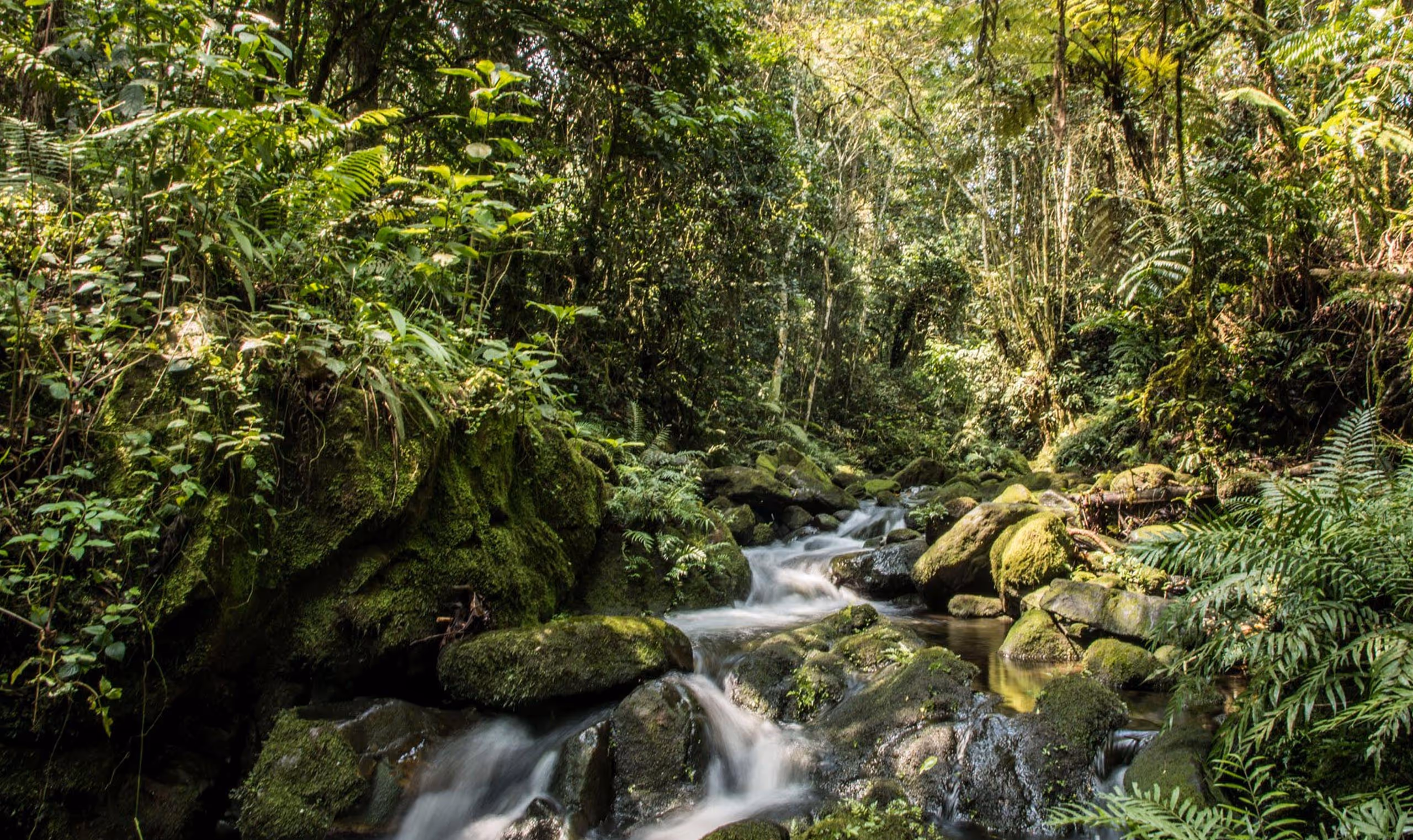 Stream flowing over moss-covered rocks surrounded by dense green foliage in a forest.