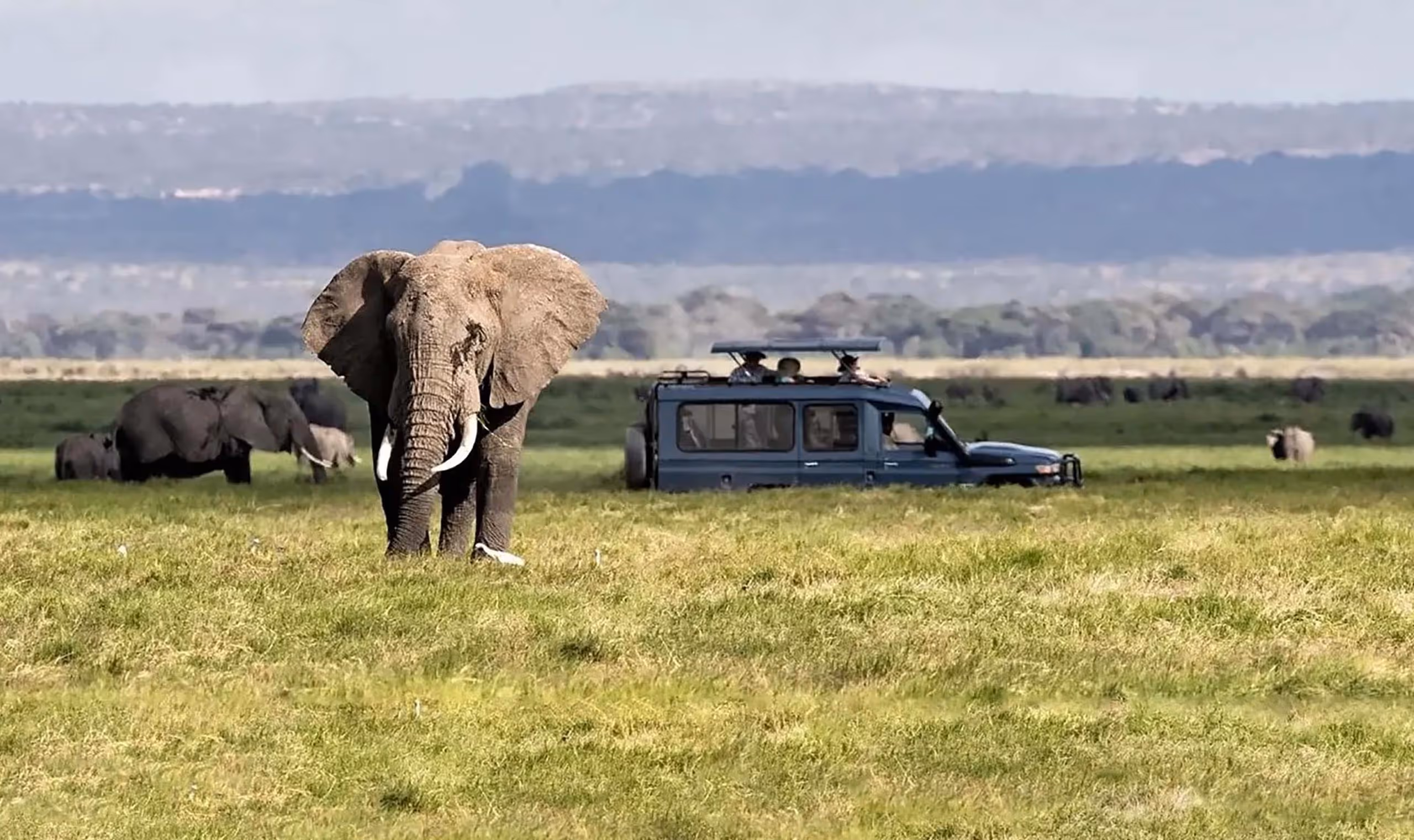 Elephants grazing in a savannah with a safari vehicle and tourists in the background.