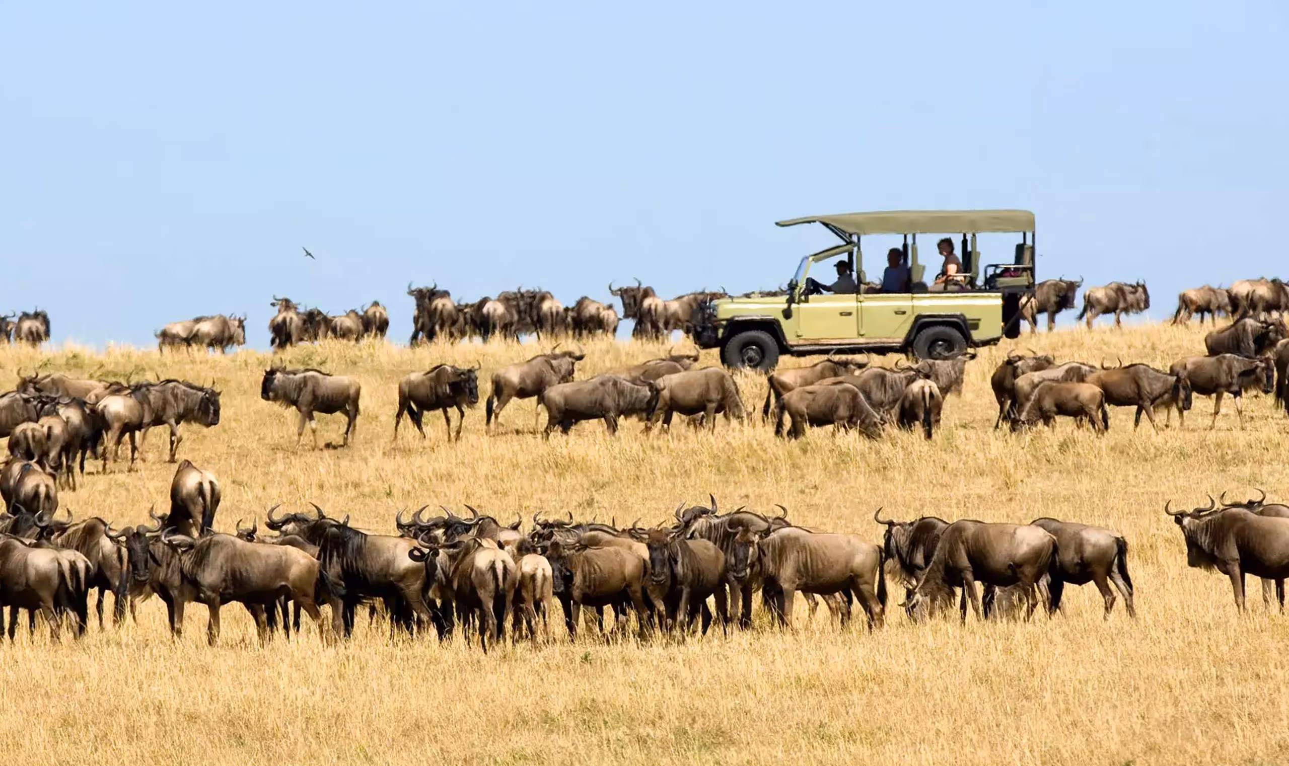 Safari vehicle with tourists observing a large herd of wildebeest grazing on golden grasslands.