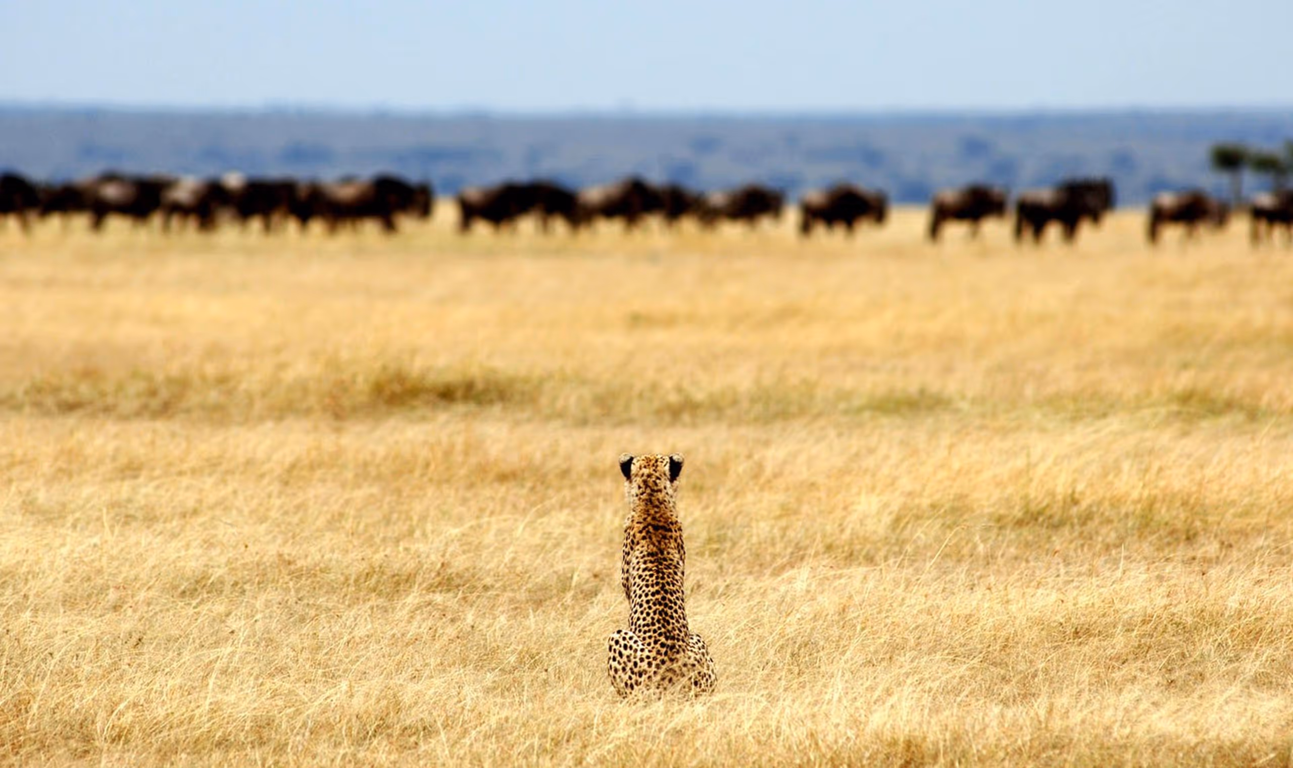 A cheetah crouched in yellow grass watching a distant herd of wildebeests on the plain.