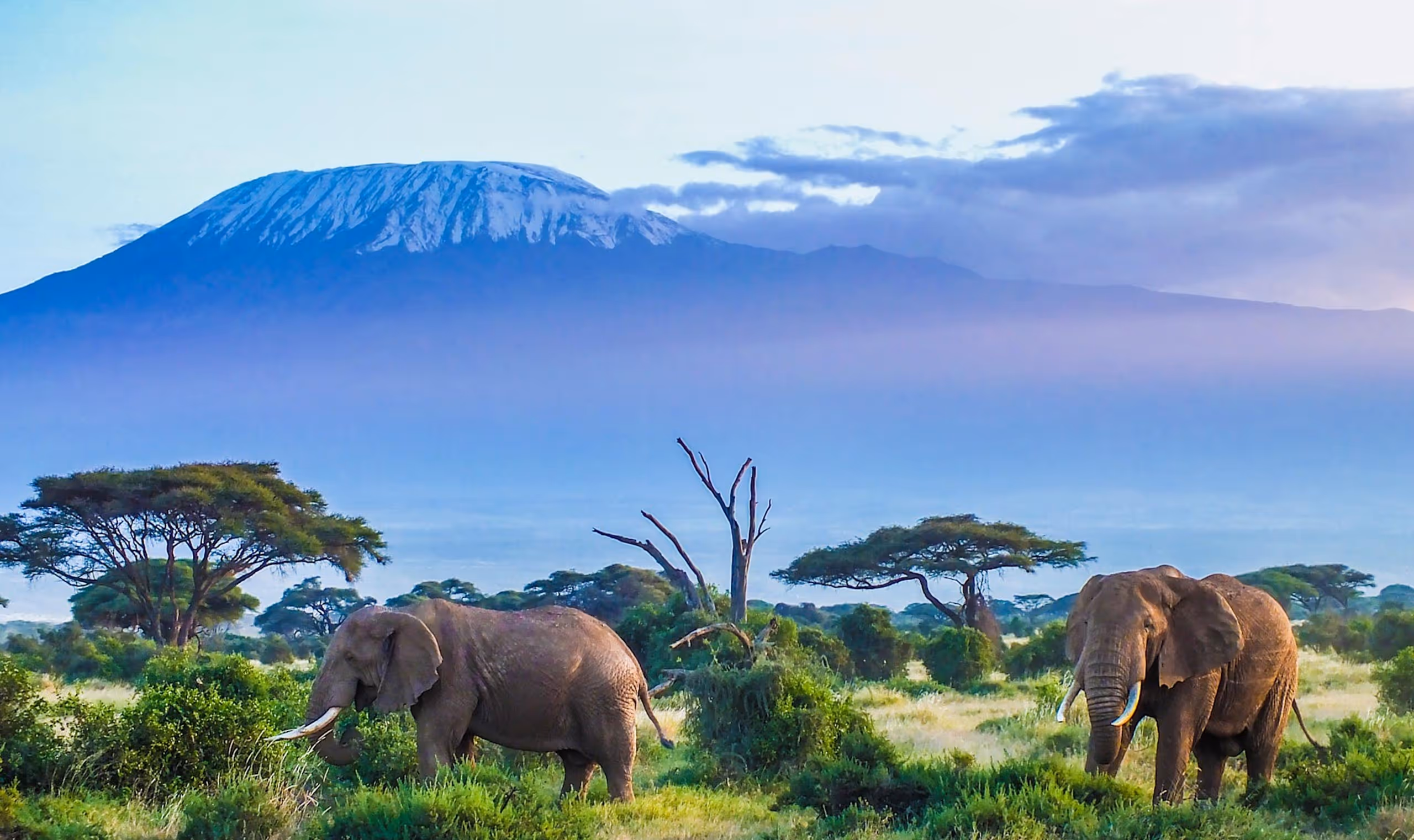 Two elephants graze on green bushes with Mount Kilimanjaro and acacia trees in the background.