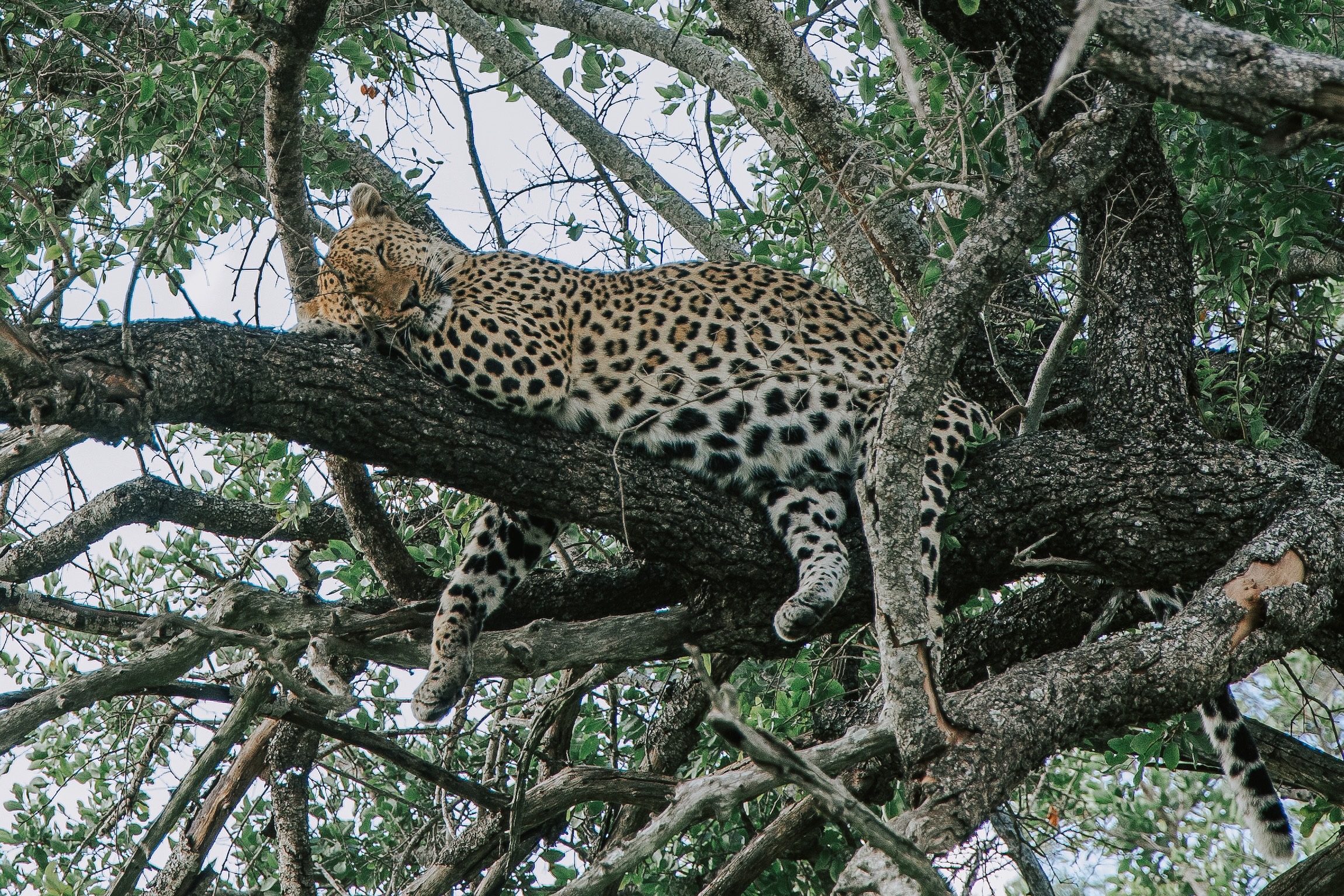 Leopard- Thornybush, South Africa 