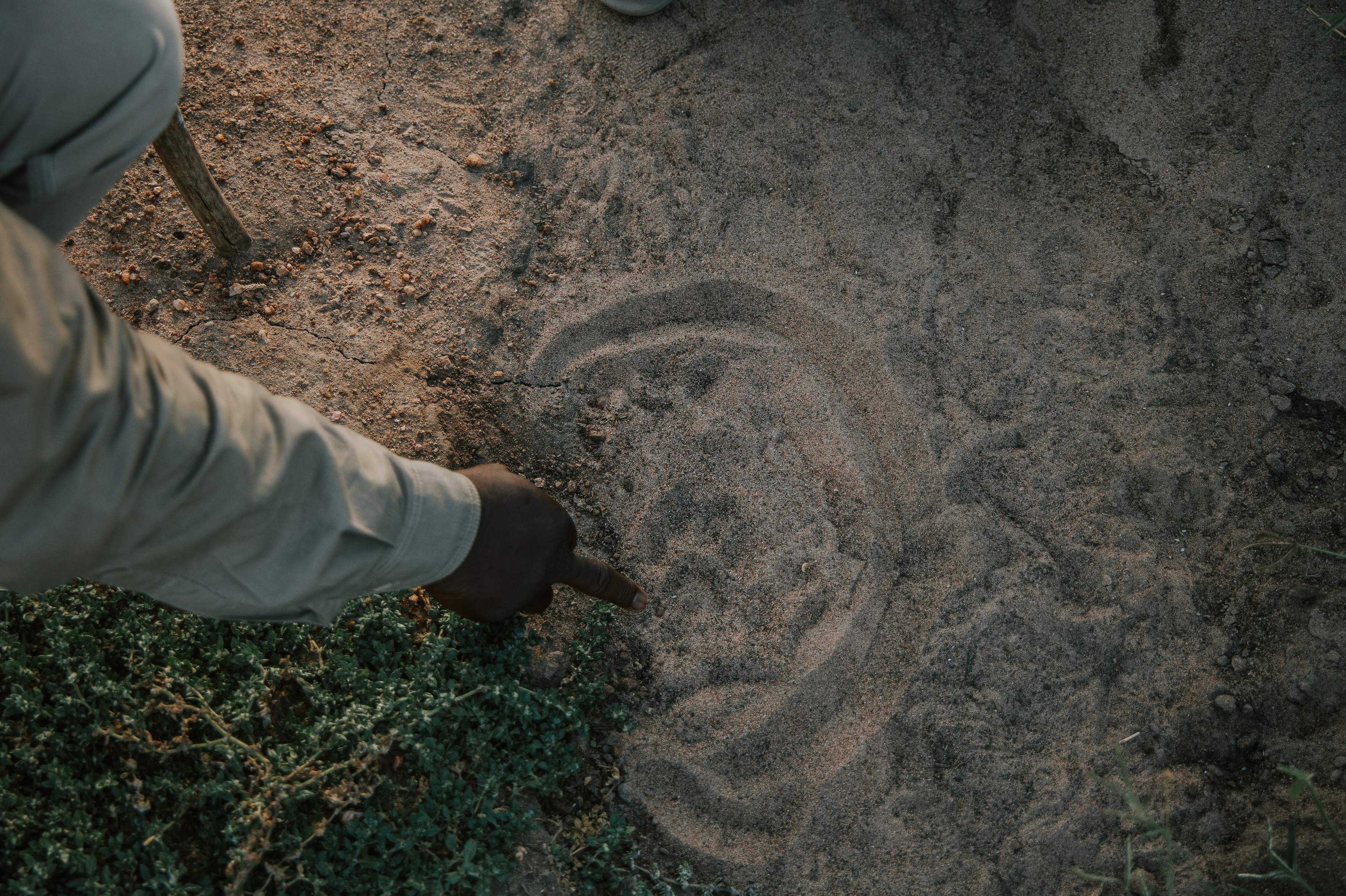 Tracks in sand, Thornybush, South Africa 