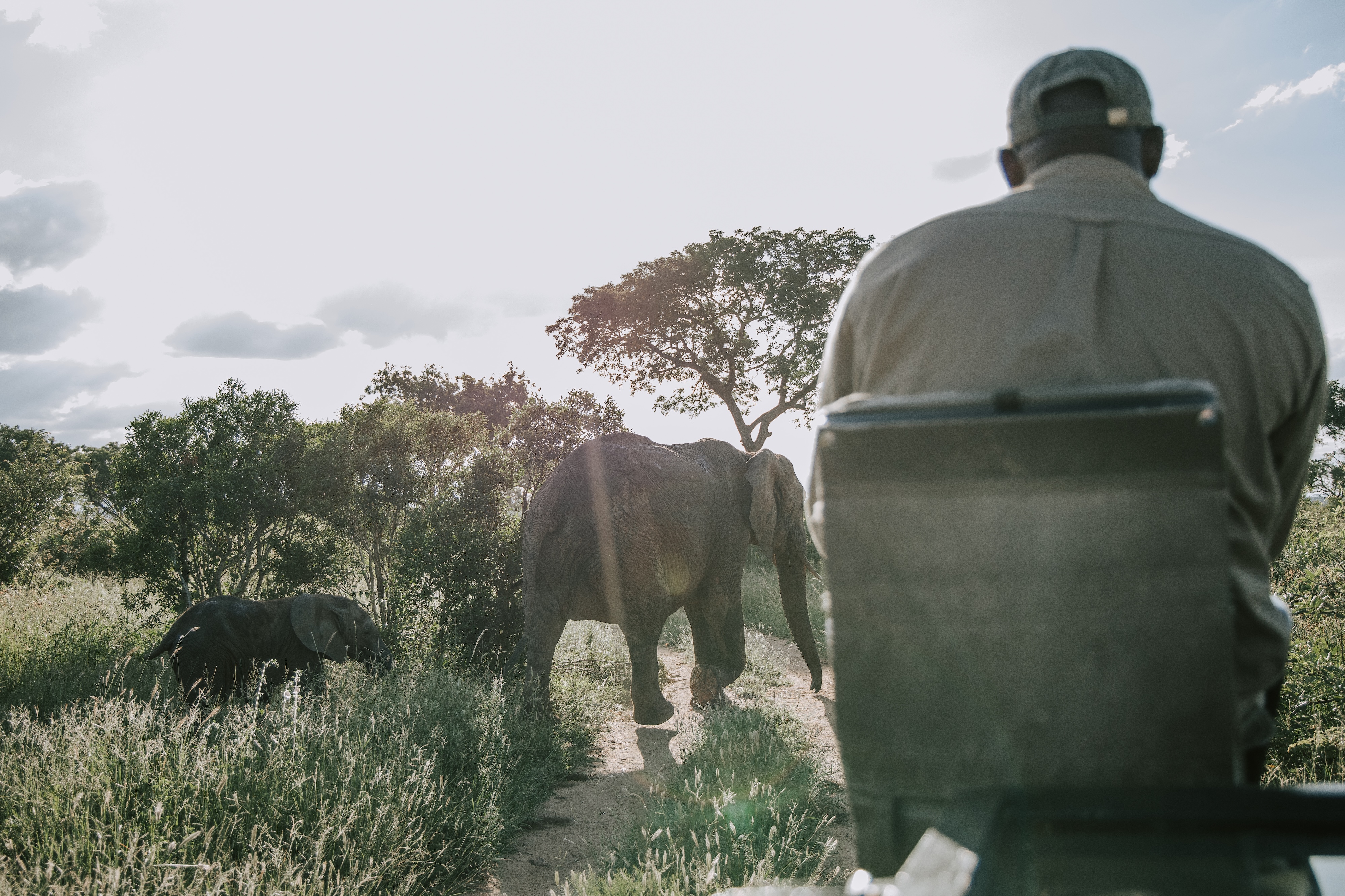 Elephant on game drive, Thornybush, South Africa 