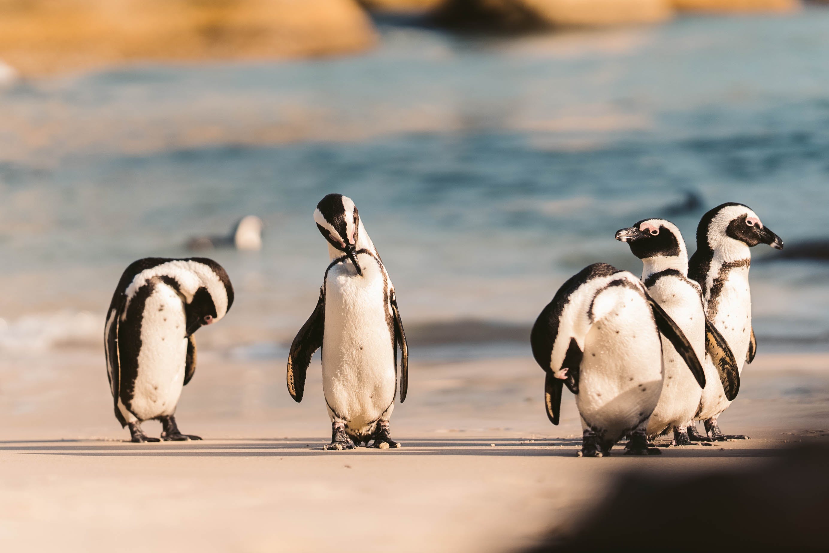 Boulders beach, Cape Town South Africa
