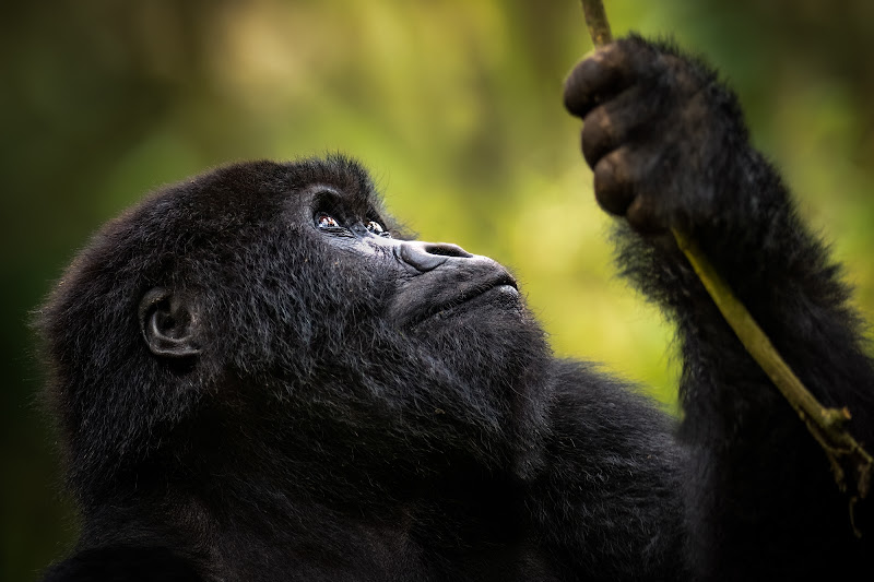 Gorilla trek, Volcanoes National park, Rwanda