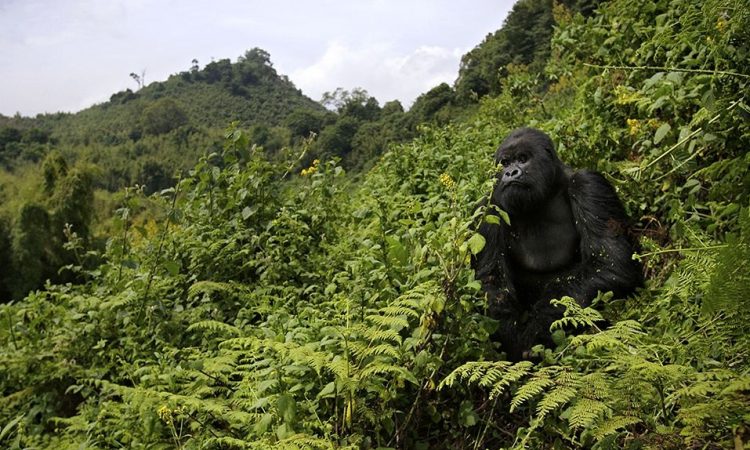 Gorilla trek, Volcanoes National park, Rwanda