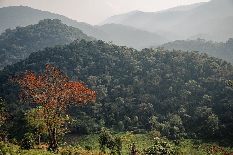 Bwindi Impenetrable Forest, Uganda