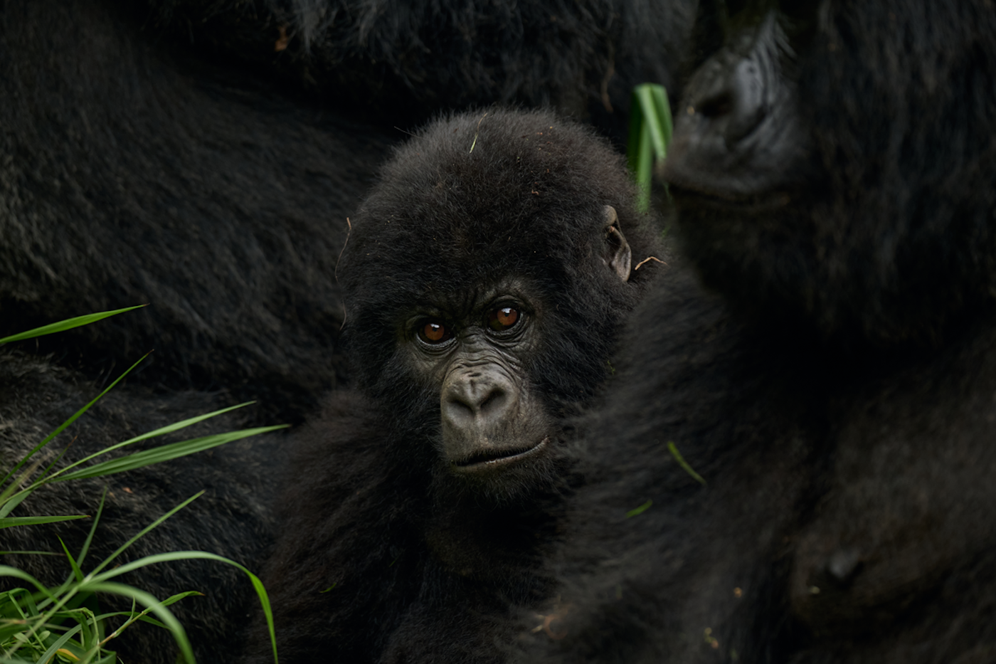 Volcanoes National Park, Rwanda