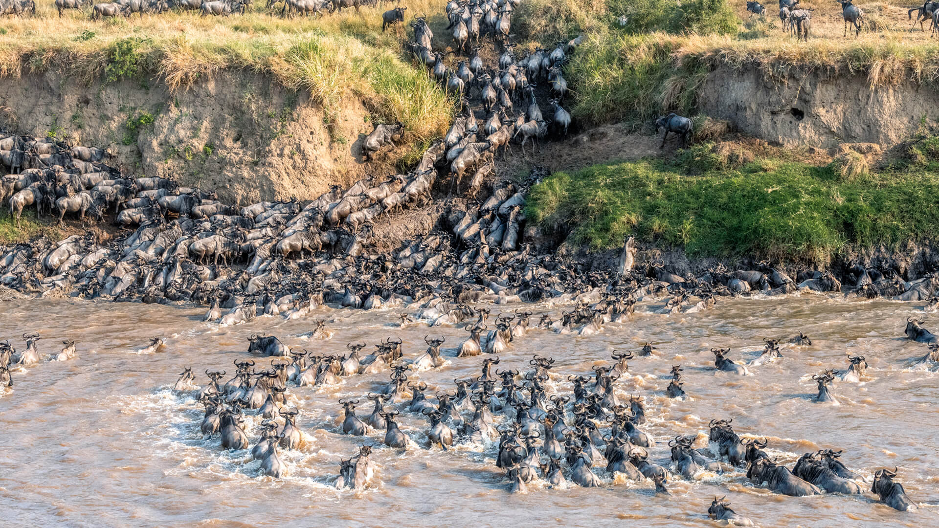 River crossing, Masaai Mara Kenya
