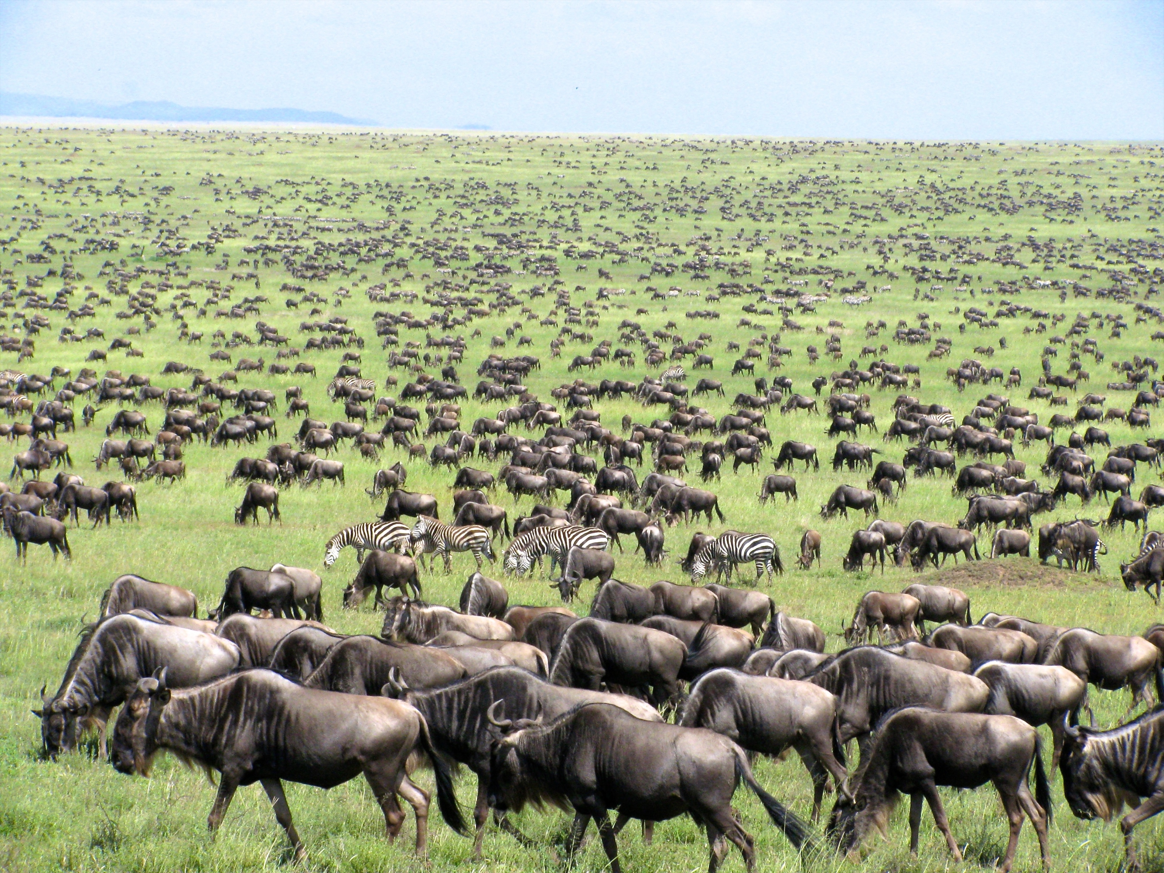 Serengeti plains 